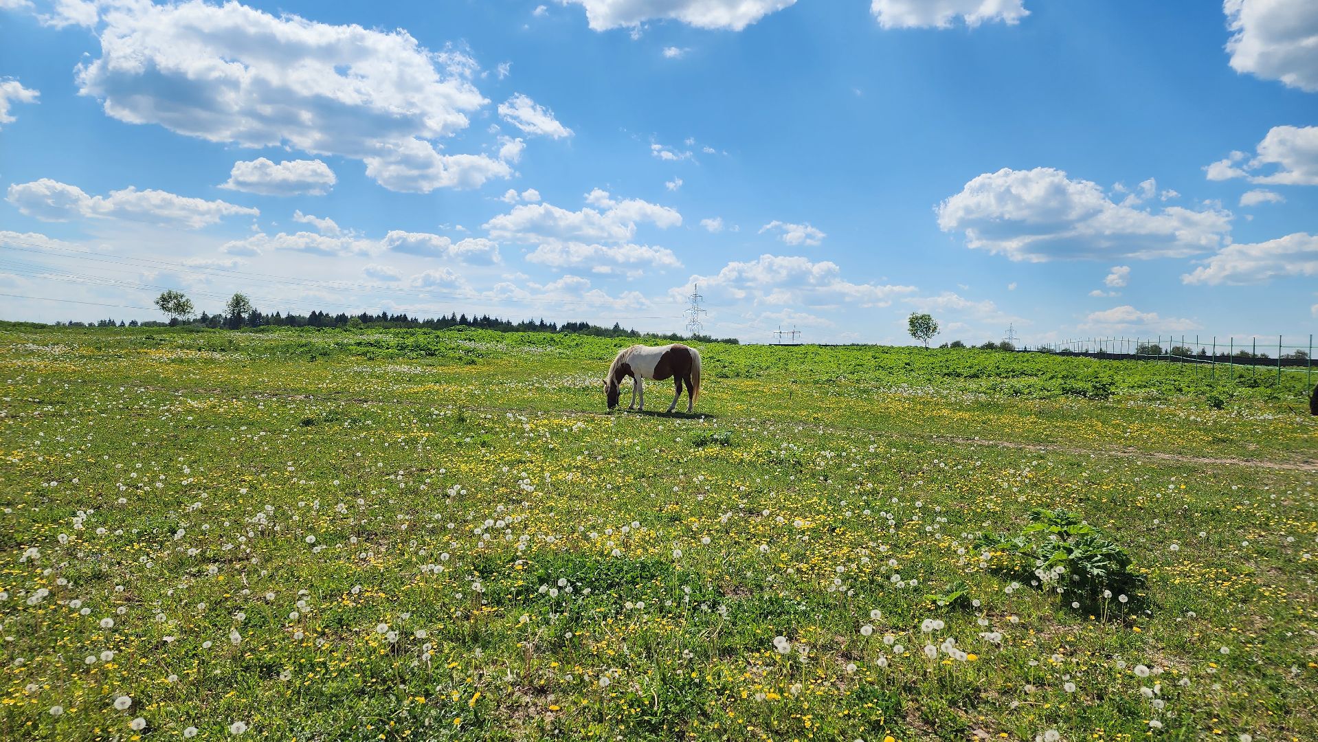 Туризм, отдых, лошади, сельское хозяйство,