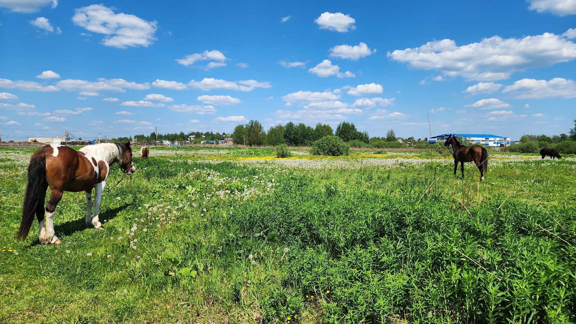 Туризм, отдых, лошади, сельское хозяйство,
