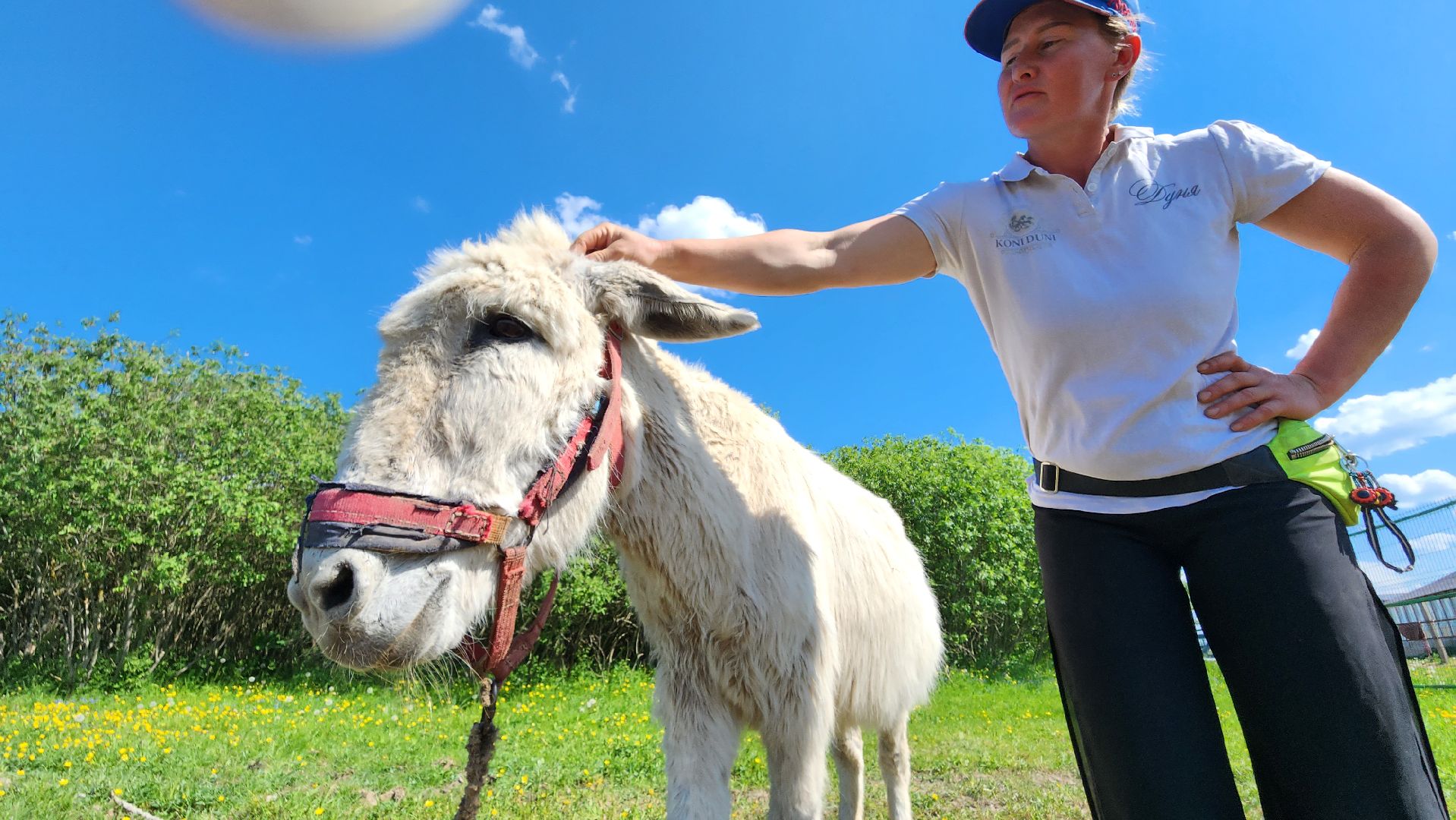 Туризм, отдых, лошади, сельское хозяйство,