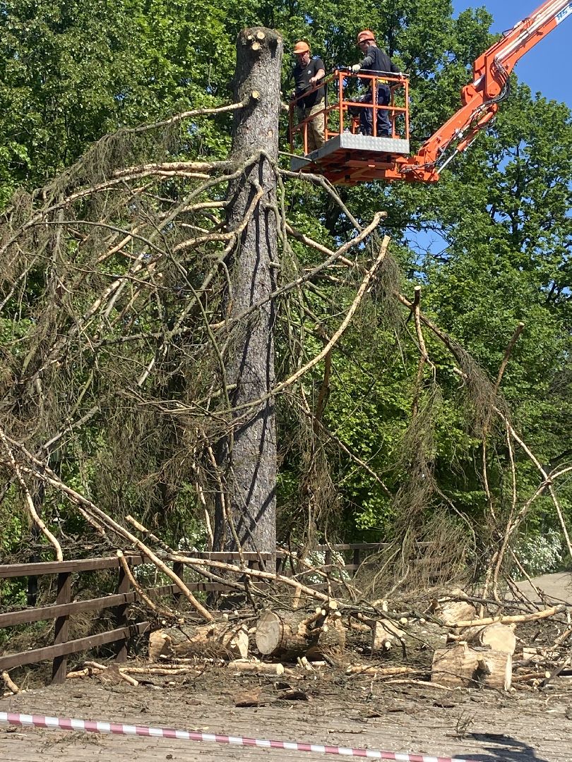 благоустройство власиха, жук короед-типограф, пляжная зона Власихи, пляж во Власихе, безопасное лето, безопасный отдых,