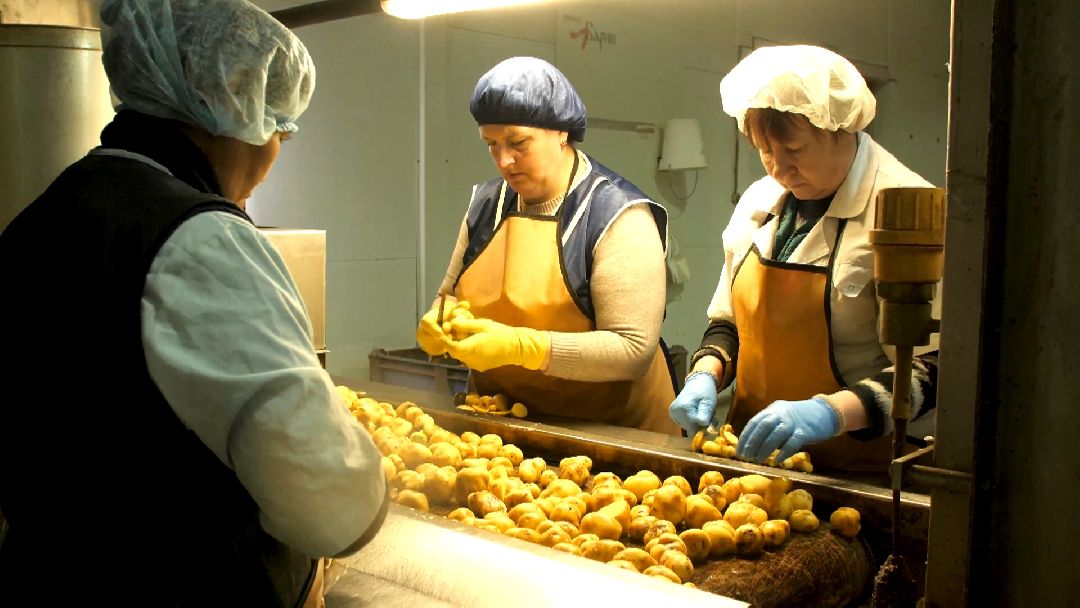 Коломенский район, сельское хозяйство, картофель, чипсы