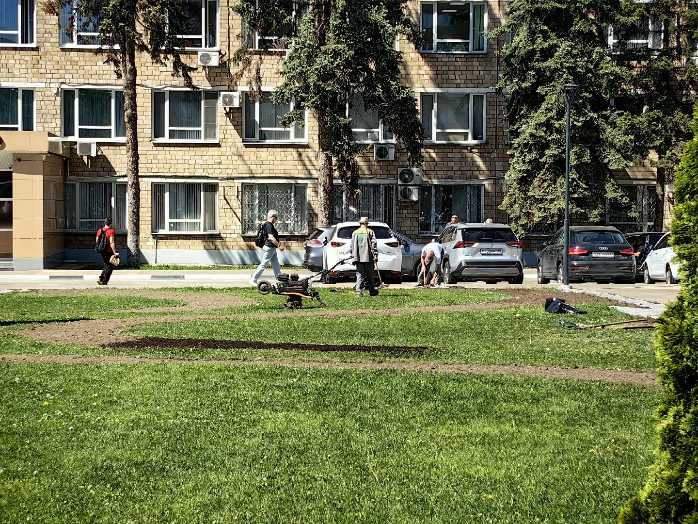 цветы Виола, посадка цветов, благоустровйство, озеленение, ландшафт,