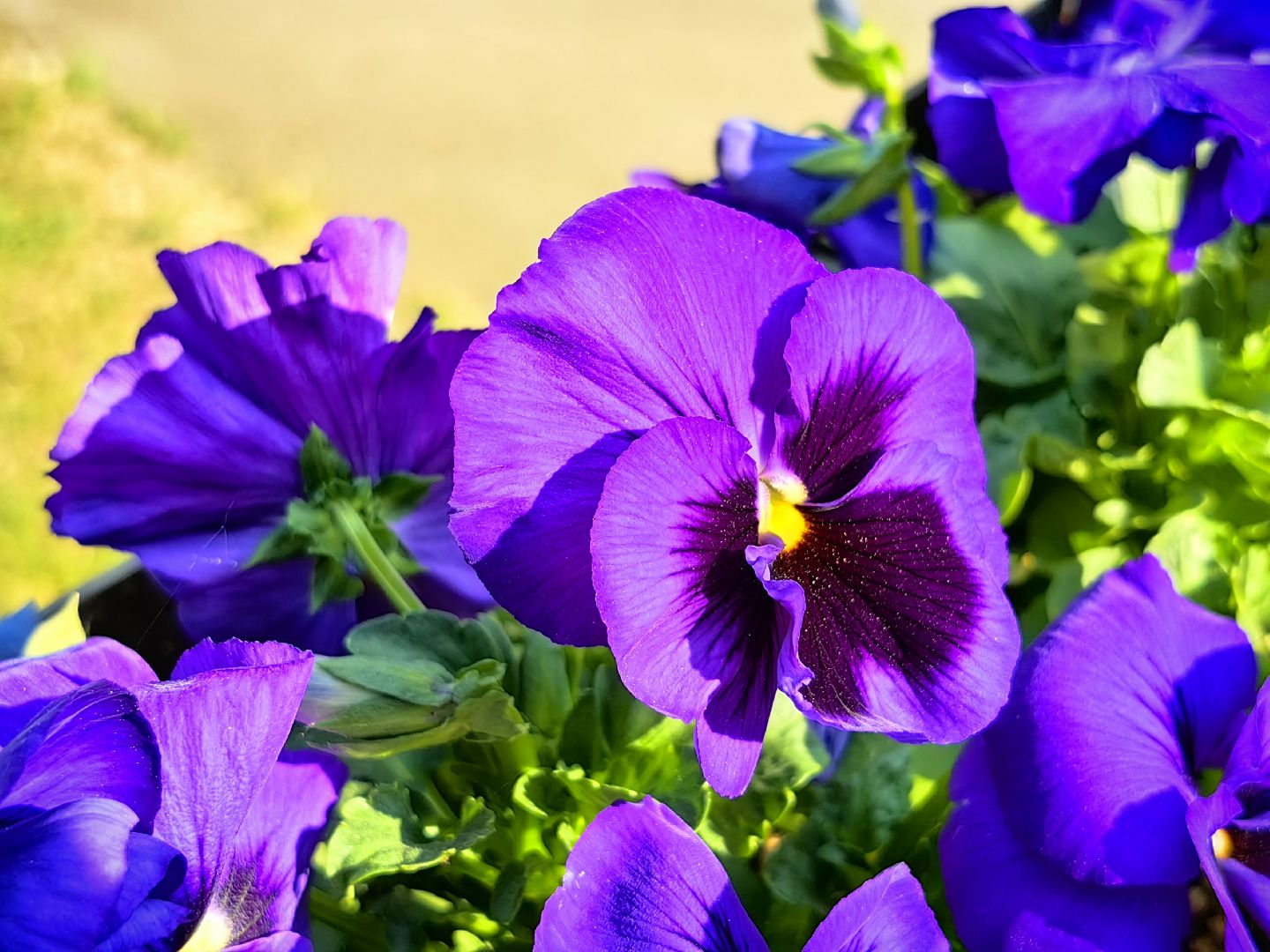 цветы Виола, посадка цветов, благоустровйство, озеленение, ландшафт,