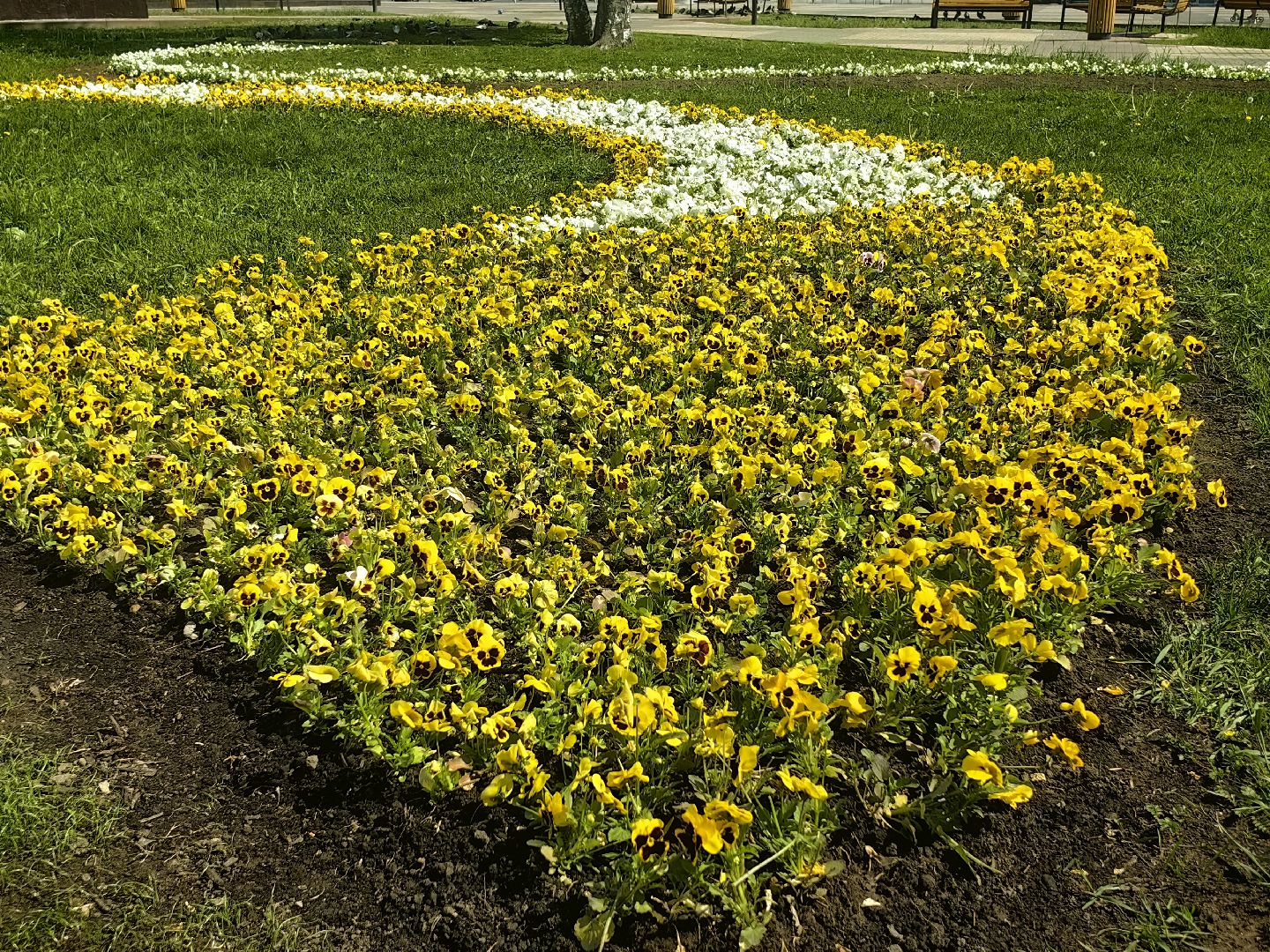 цветы Виола, посадка цветов, благоустровйство, озеленение, ландшафт,