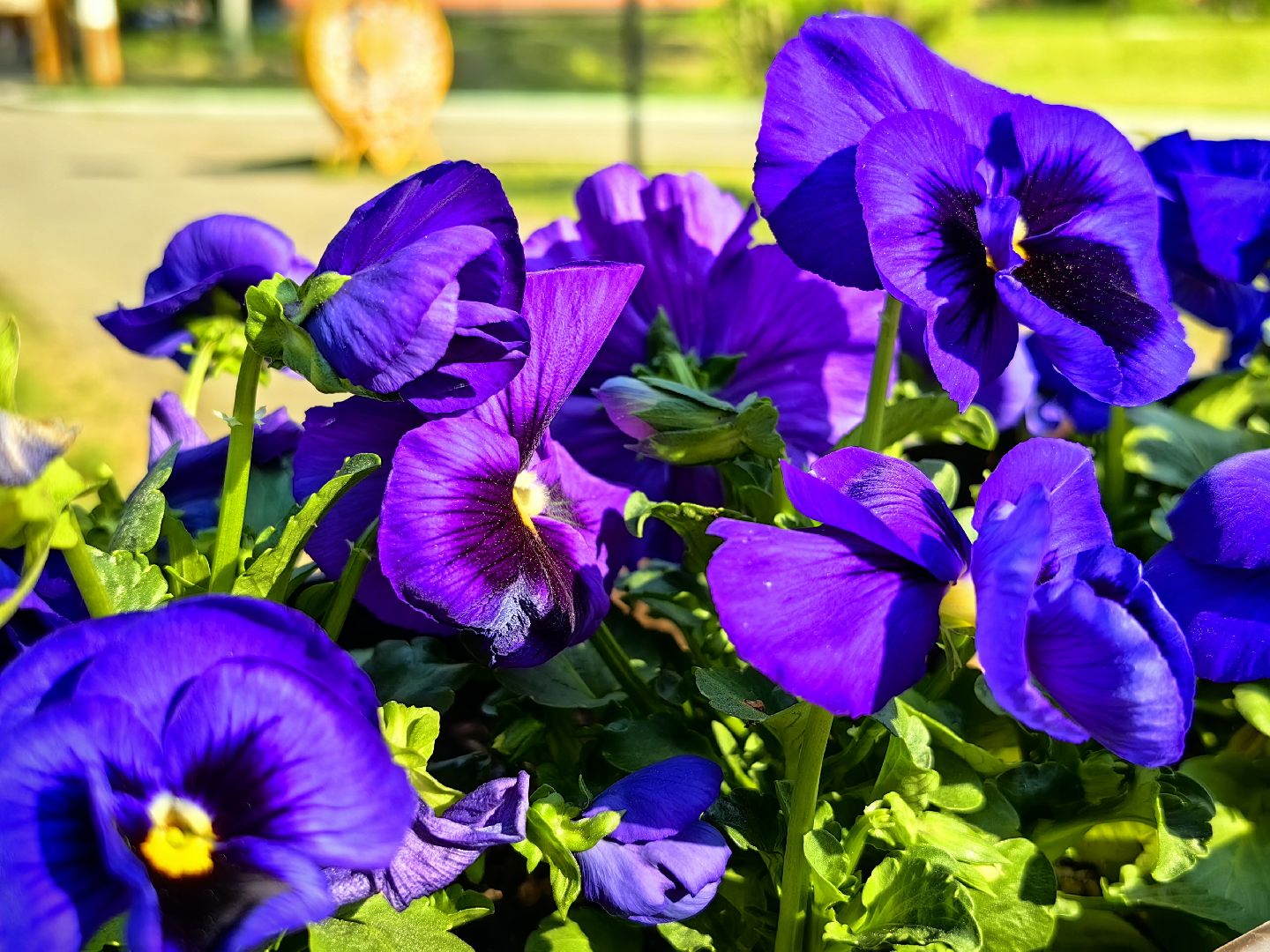 цветы Виола, посадка цветов, благоустровйство, озеленение, ландшафт,