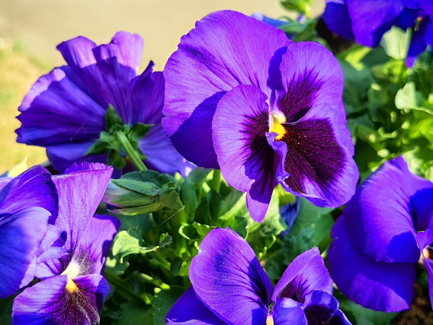 цветы Виола, посадка цветов, благоустровйство, озеленение, ландшафт,