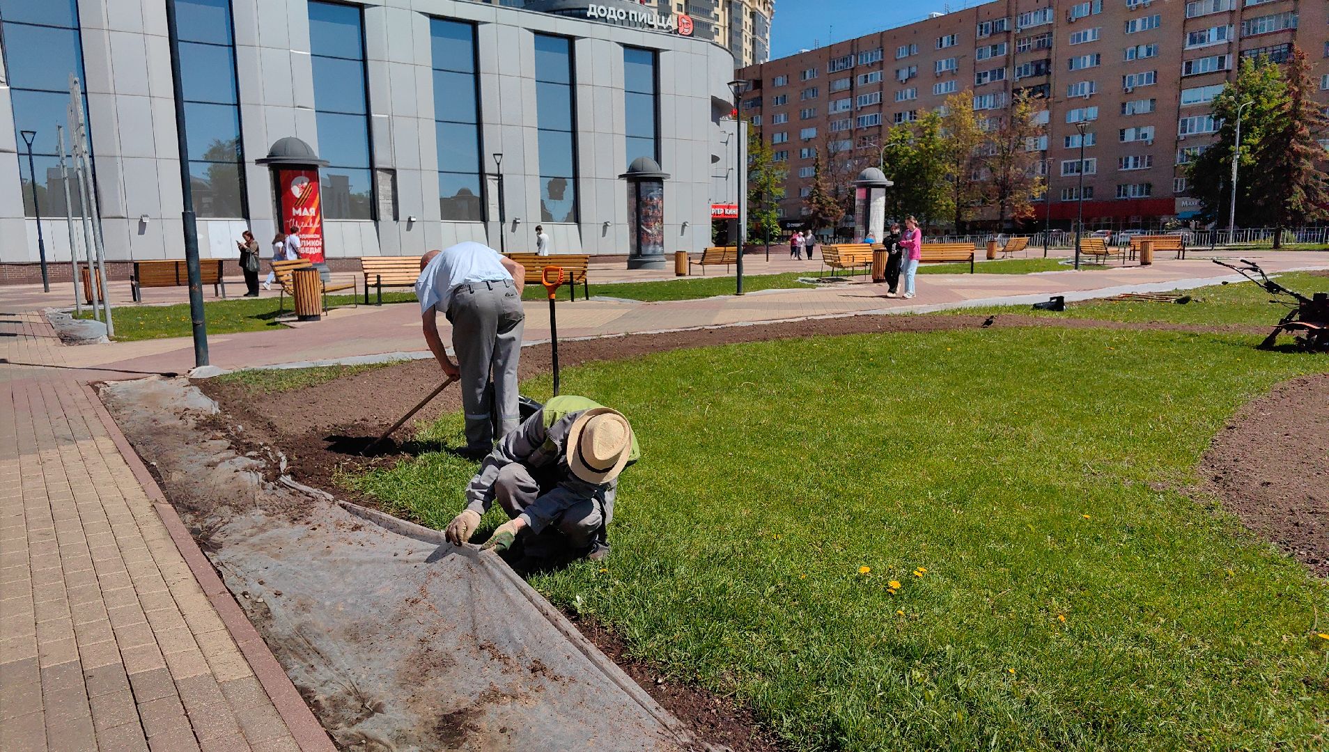 цветы Виола, посадка цветов, благоустровйство, озеленение, ландшафт,