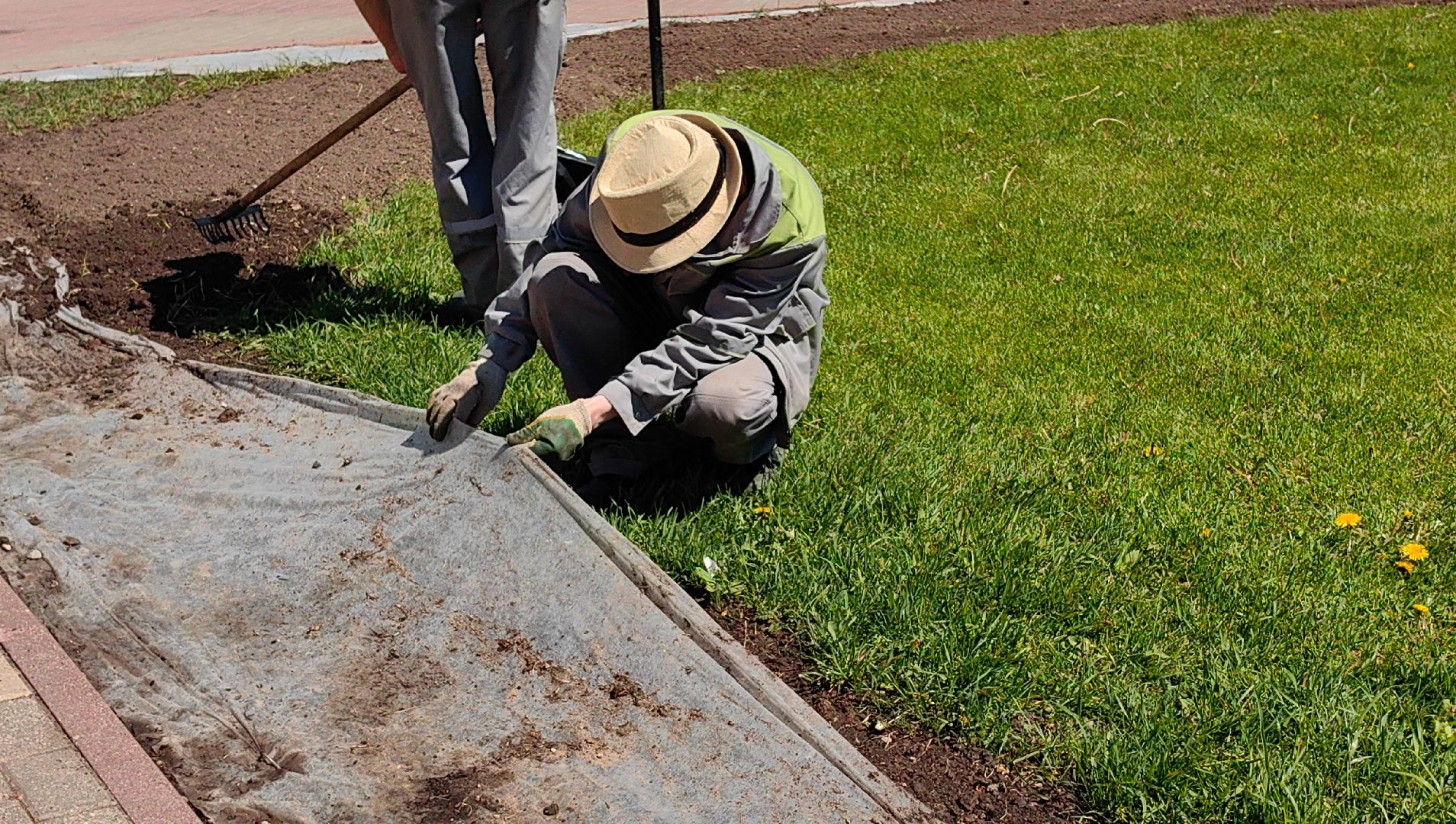 цветы Виола, посадка цветов, благоустровйство, озеленение, ландшафт,