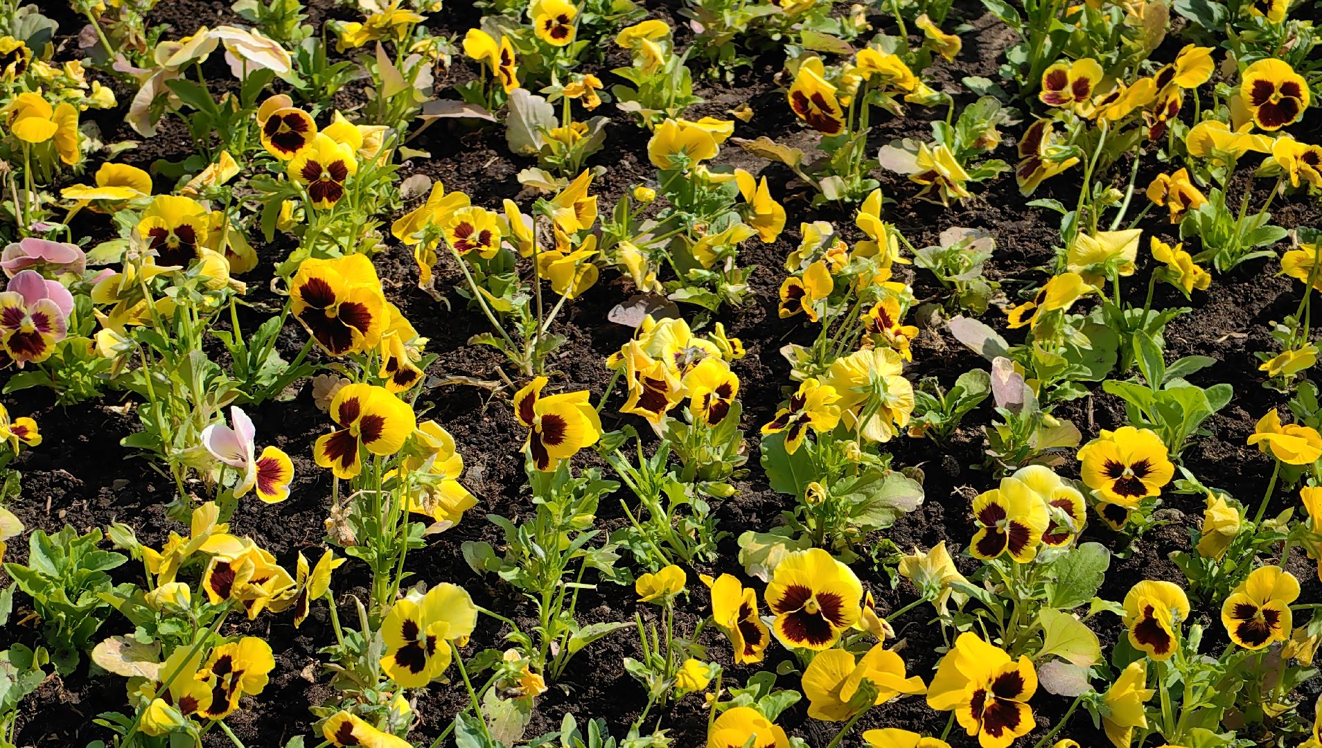 цветы Виола, посадка цветов, благоустровйство, озеленение, ландшафт,