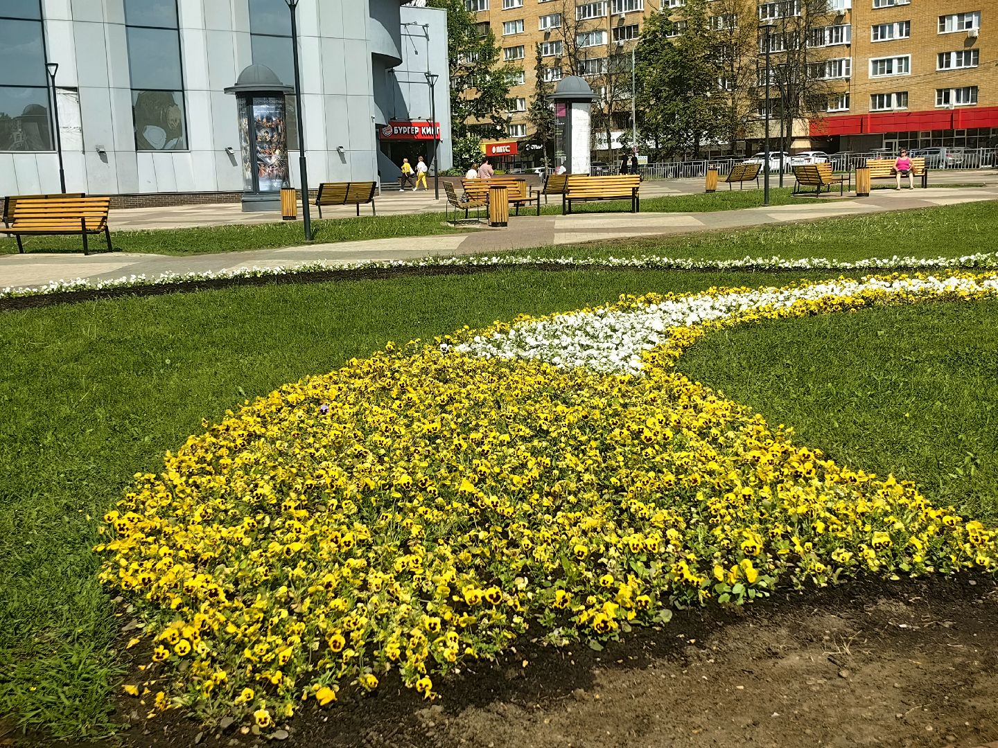 цветы Виола, посадка цветов, благоустровйство, озеленение, ландшафт,