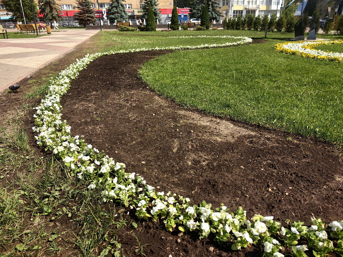 цветы Виола, посадка цветов, благоустровйство, озеленение, ландшафт,