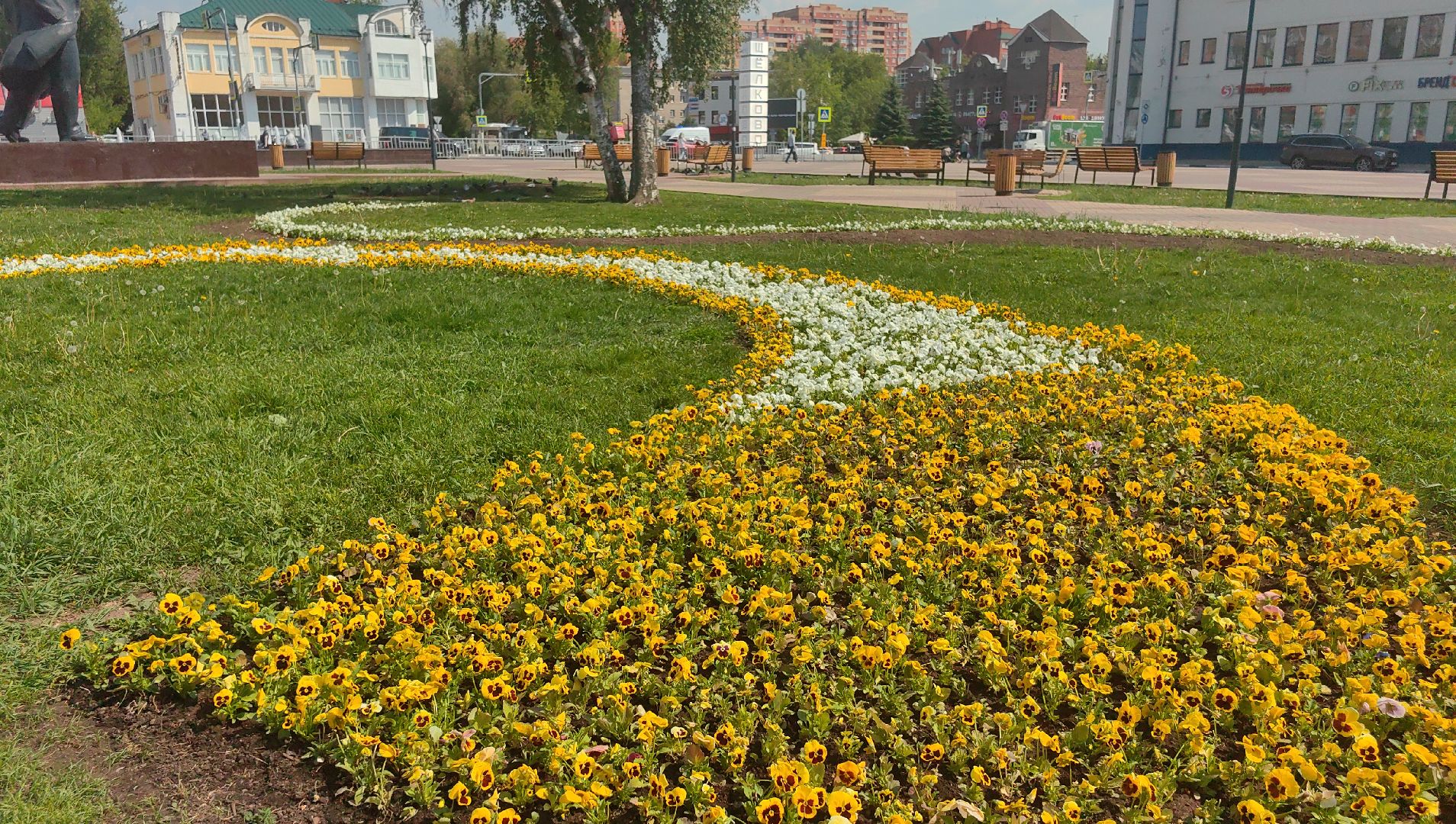 цветы Виола, посадка цветов, благоустровйство, озеленение, ландшафт,