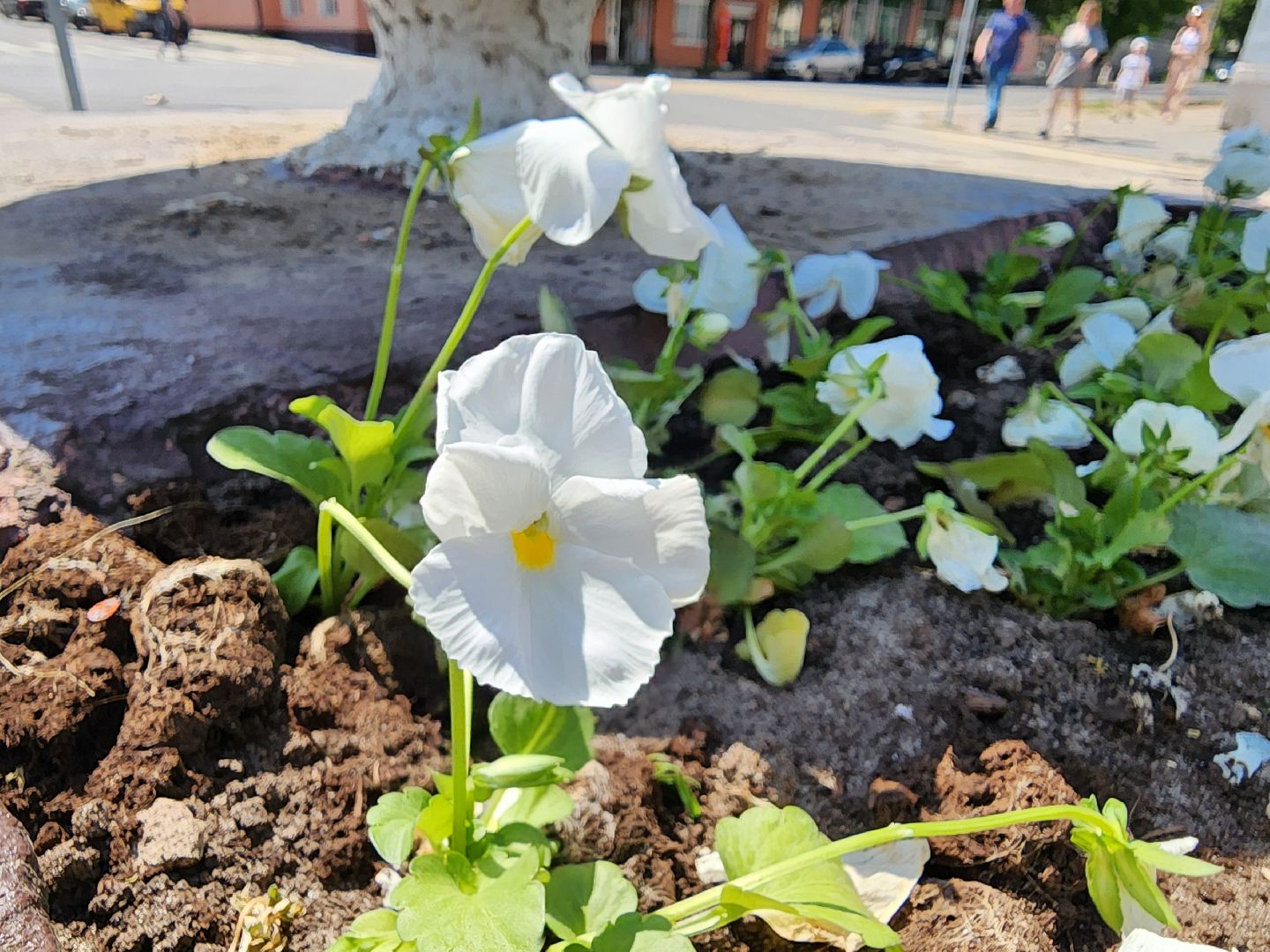 ногинск, благоустройство, цветы, высадка цветов, благосфера, жители, общество,