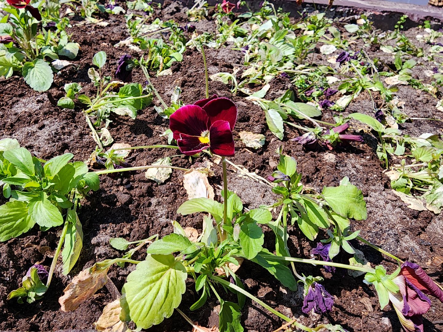 ногинск, благоустройство, цветы, высадка цветов, благосфера, жители, общество,