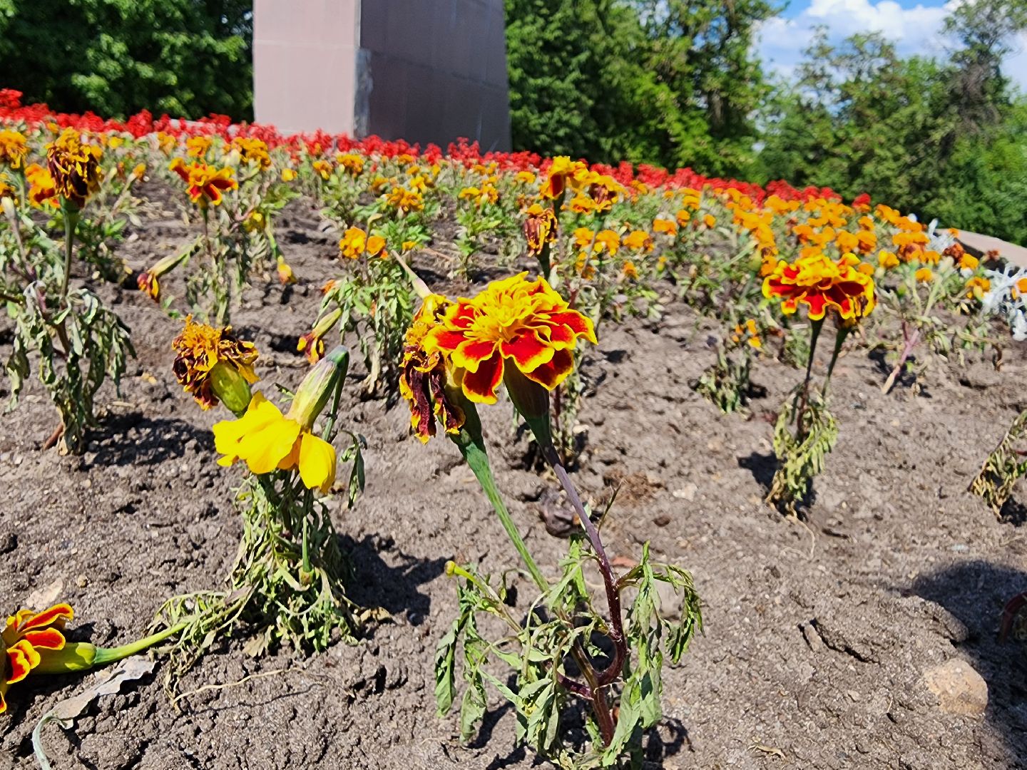 ногинск, благоустройство, цветы, высадка цветов, благосфера, жители, общество,