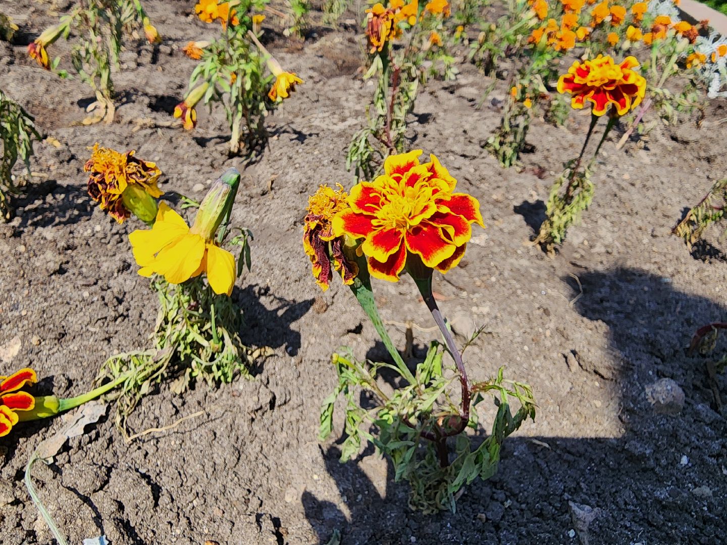 ногинск, благоустройство, цветы, высадка цветов, благосфера, жители, общество,