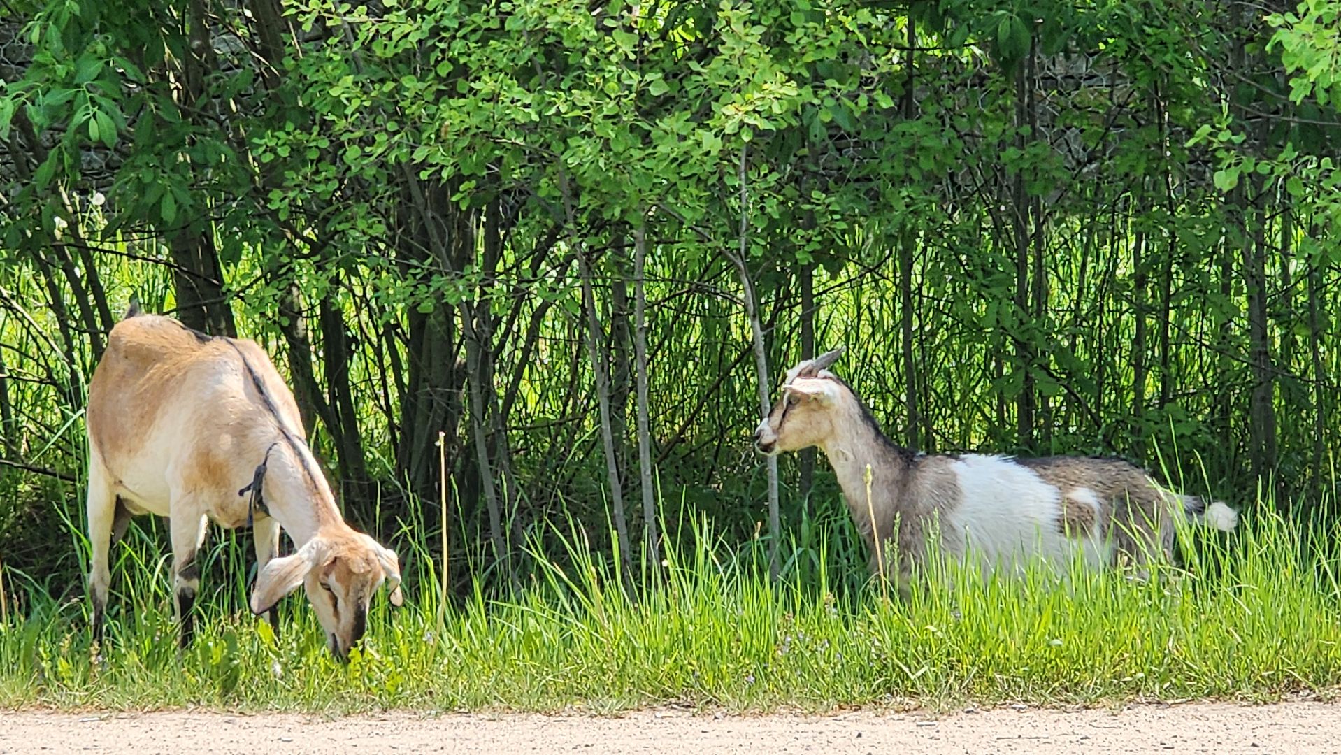 Звенигород, туризм в подмосковье, Места для фотосессий,