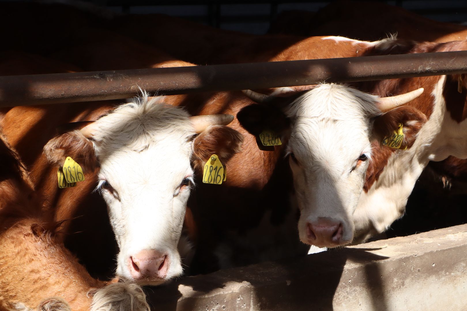 Серебряные Пруды, сельское хозяйство, откорм КРС, мясная порода, герефордская порода КРС,