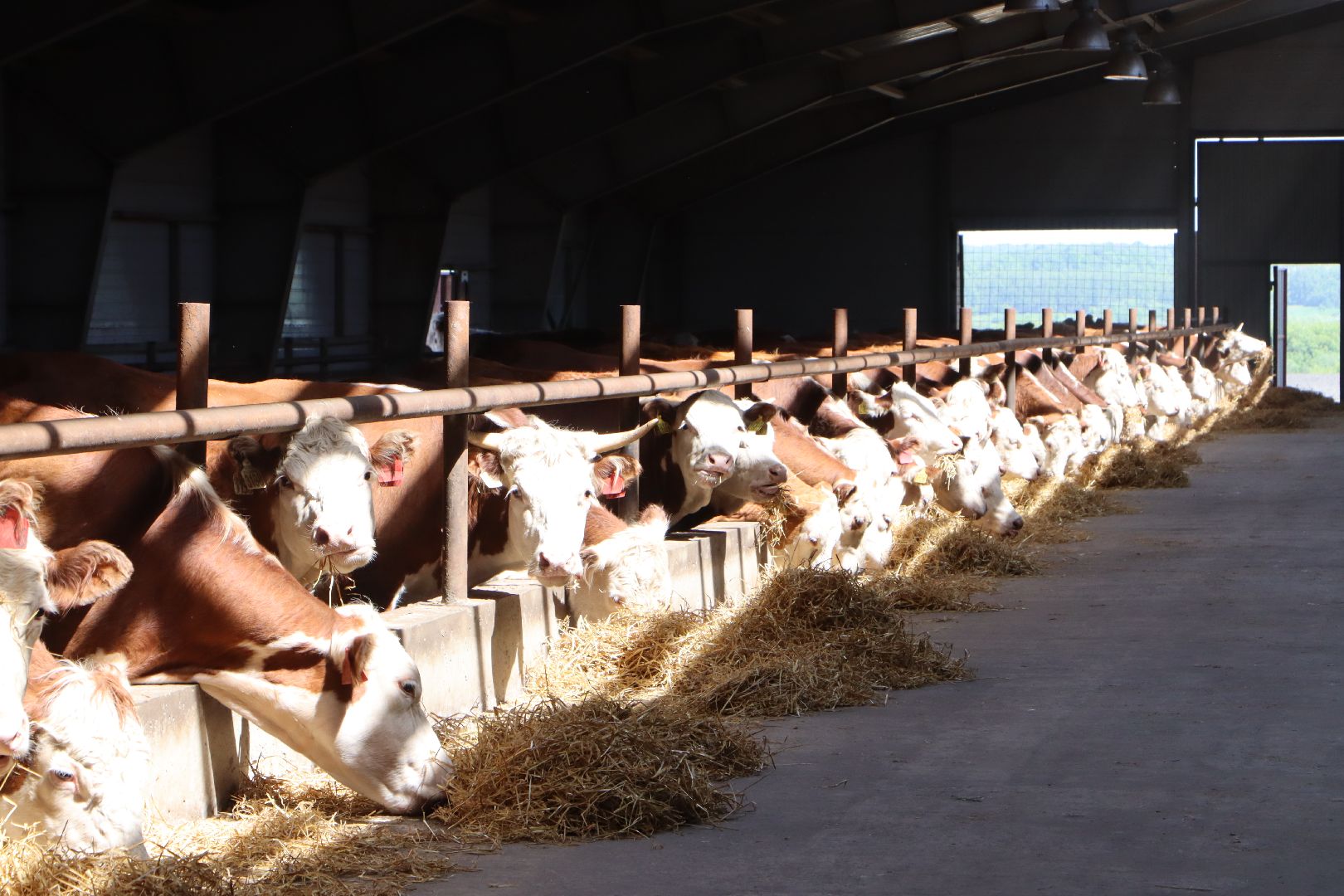 Серебряные Пруды, сельское хозяйство, откорм КРС, мясная порода, герефордская порода КРС,