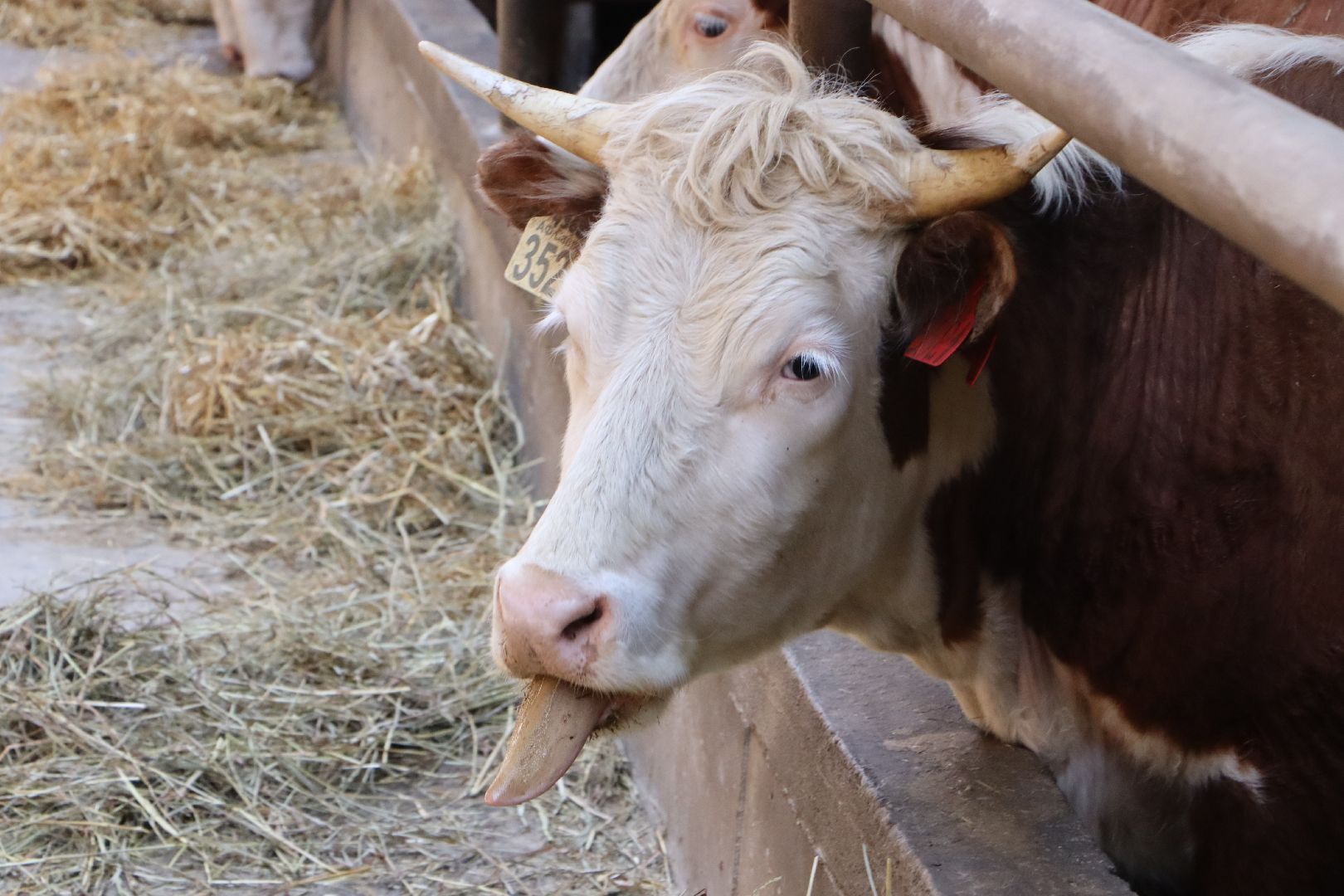 Серебряные Пруды, сельское хозяйство, откорм КРС, мясная порода, герефордская порода КРС,