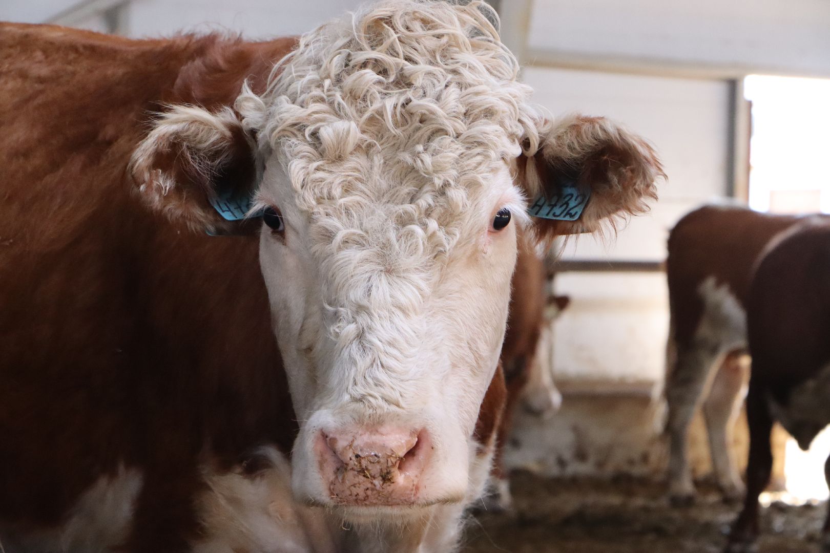 Серебряные Пруды, сельское хозяйство, откорм КРС, мясная порода, герефордская порода КРС,