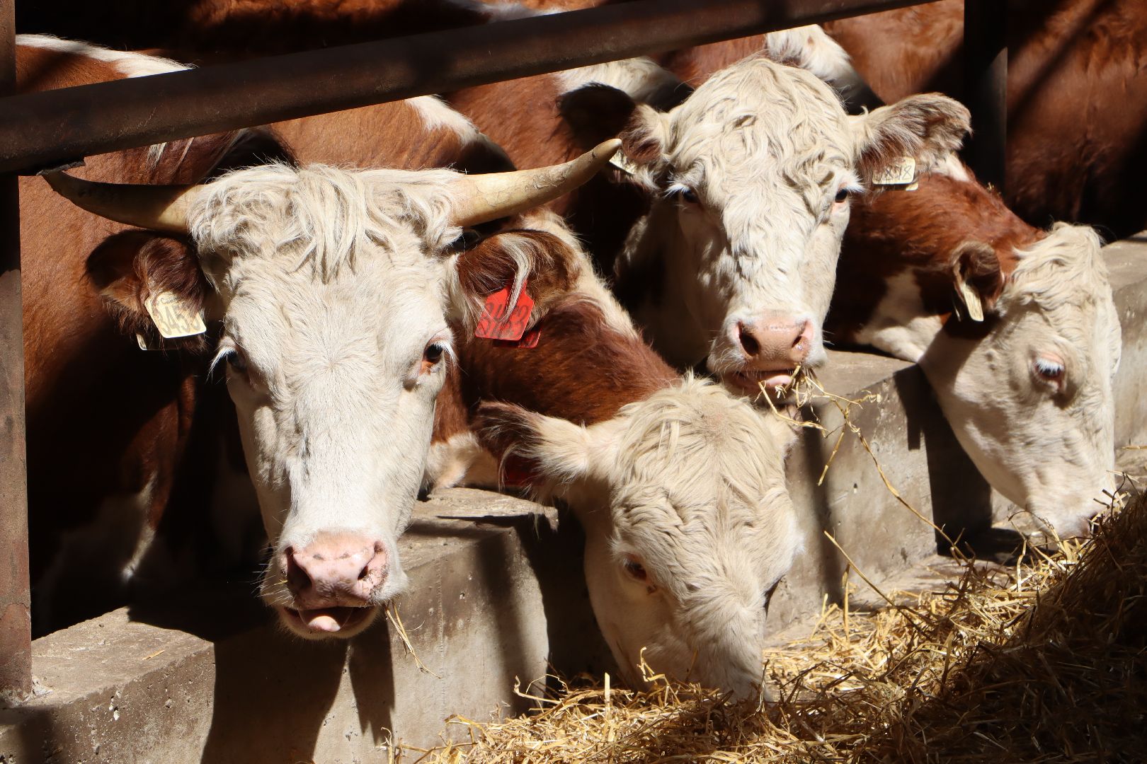 Серебряные Пруды, сельское хозяйство, откорм КРС, мясная порода, герефордская порода КРС,