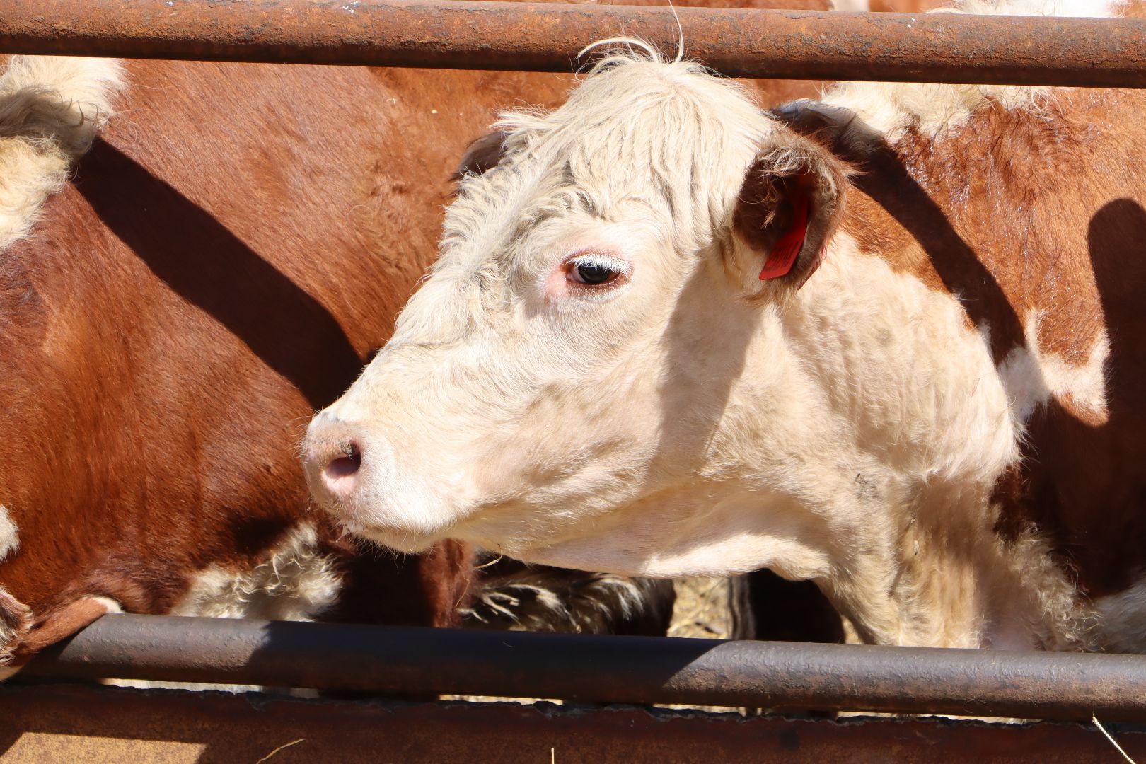 Серебряные Пруды, сельское хозяйство, откорм КРС, мясная порода, герефордская порода КРС,