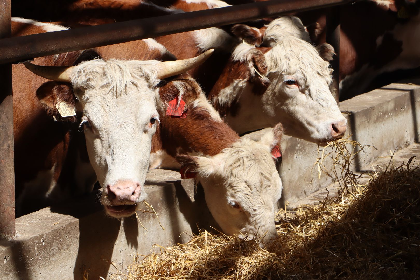 Серебряные Пруды, сельское хозяйство, откорм КРС, мясная порода, герефордская порода КРС,