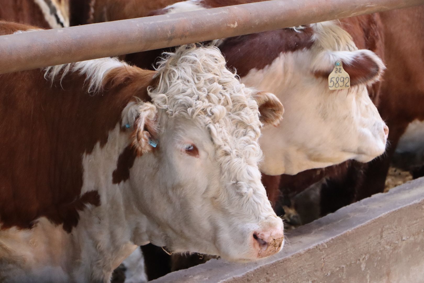 Серебряные Пруды, сельское хозяйство, откорм КРС, мясная порода, герефордская порода КРС,