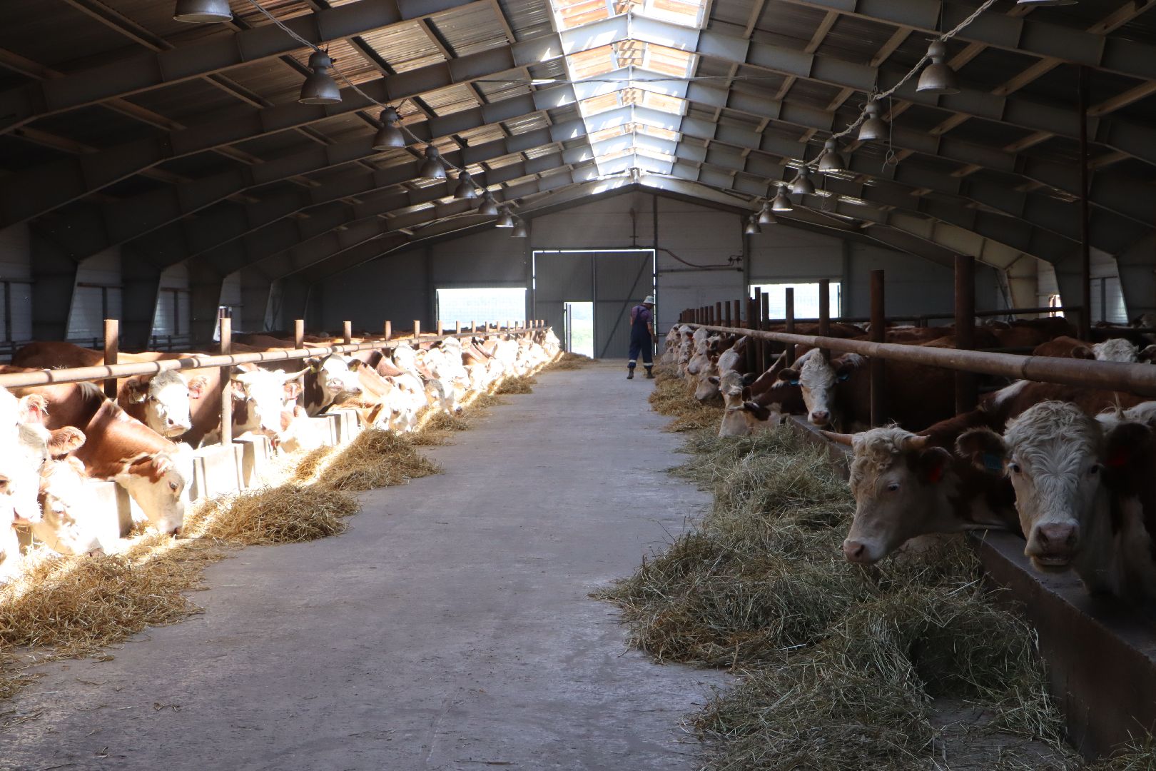 Серебряные Пруды, сельское хозяйство, откорм КРС, мясная порода, герефордская порода КРС,
