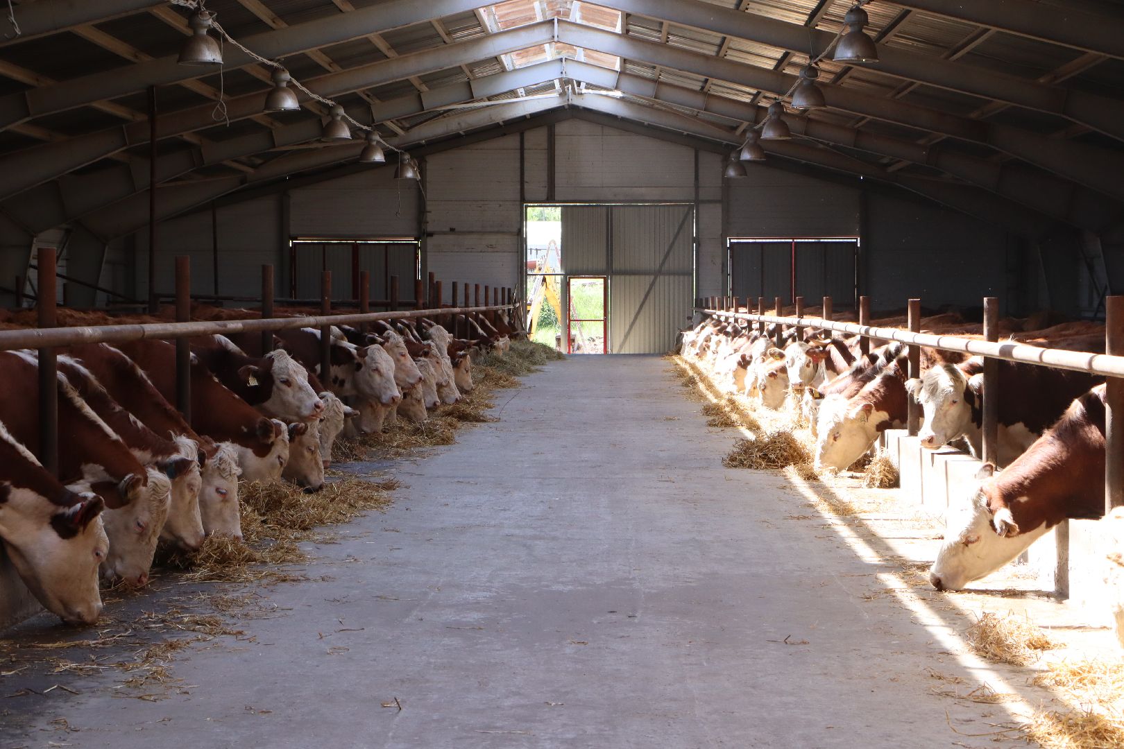 Серебряные Пруды, сельское хозяйство, откорм КРС, мясная порода, герефордская порода КРС,