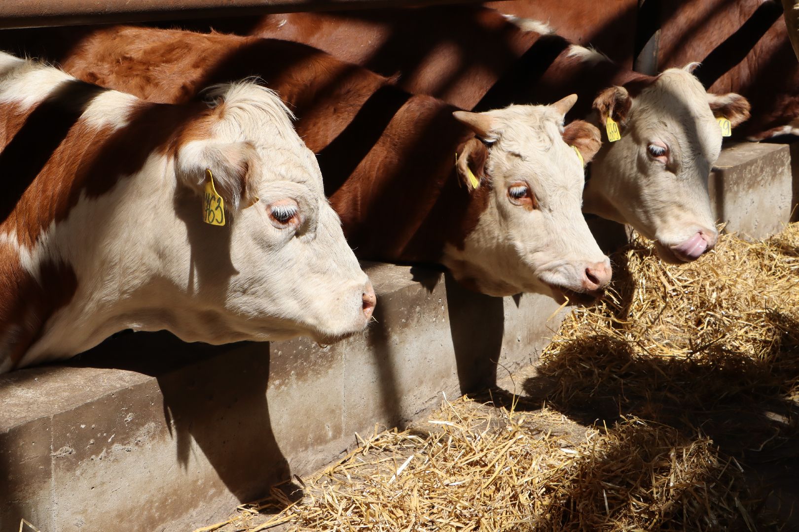 Серебряные Пруды, сельское хозяйство, откорм КРС, мясная порода, герефордская порода КРС,