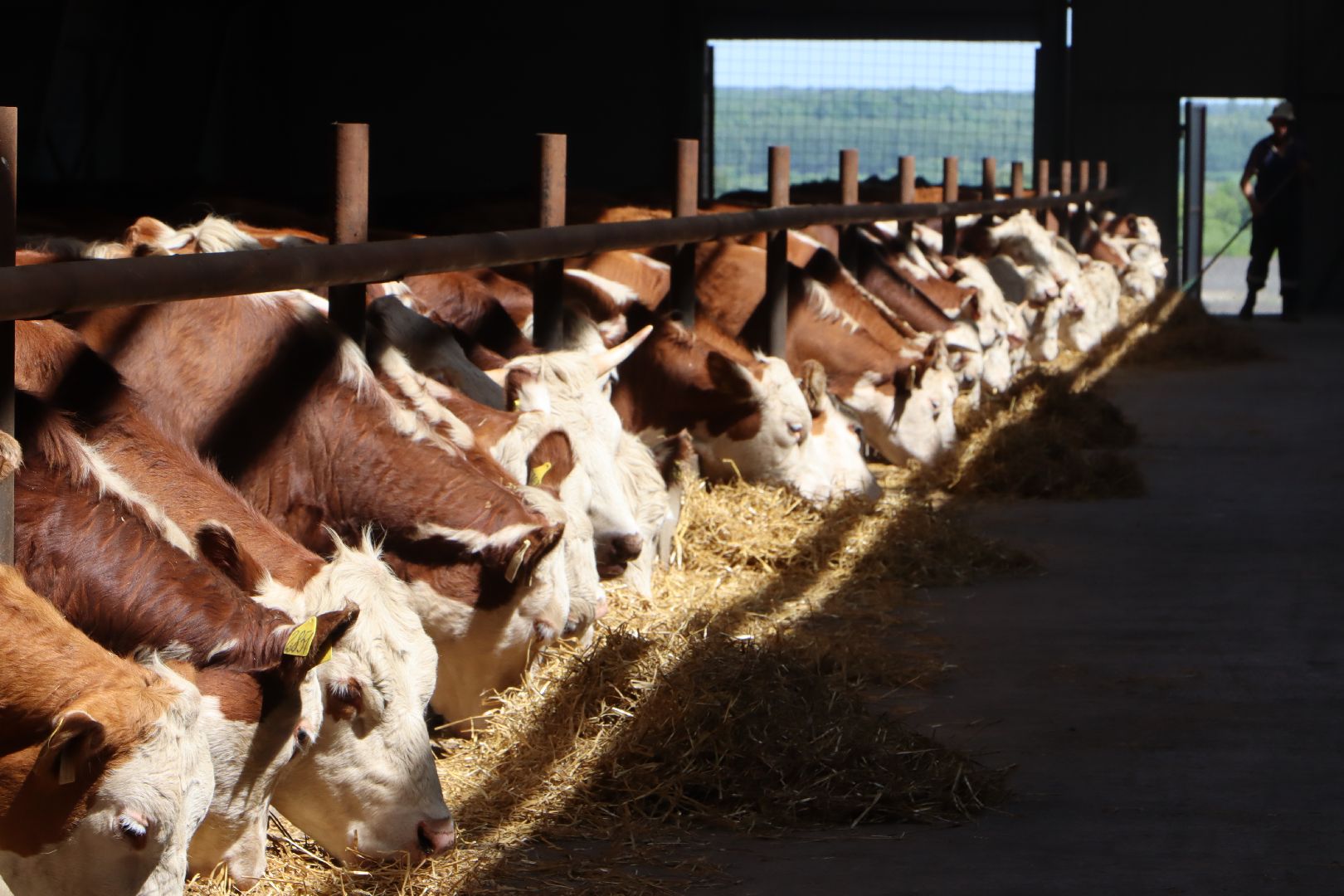 Серебряные Пруды, сельское хозяйство, откорм КРС, мясная порода, герефордская порода КРС,