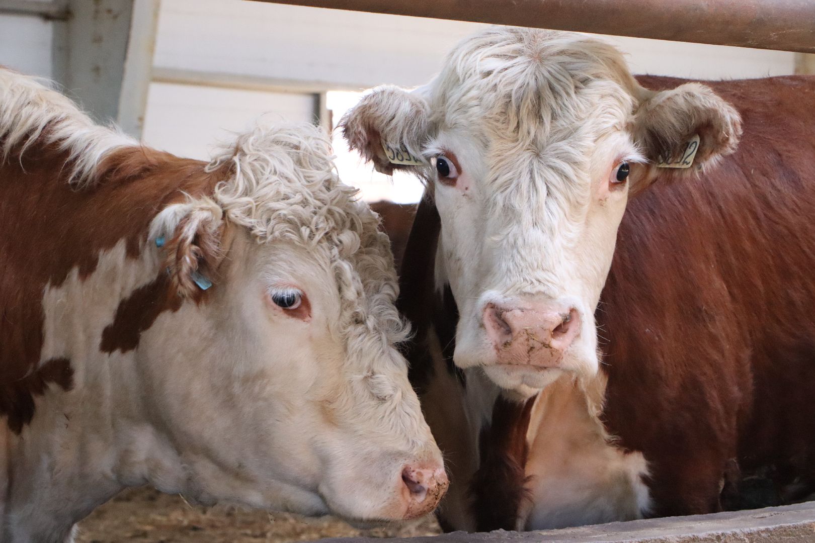 Серебряные Пруды, сельское хозяйство, откорм КРС, мясная порода, герефордская порода КРС,