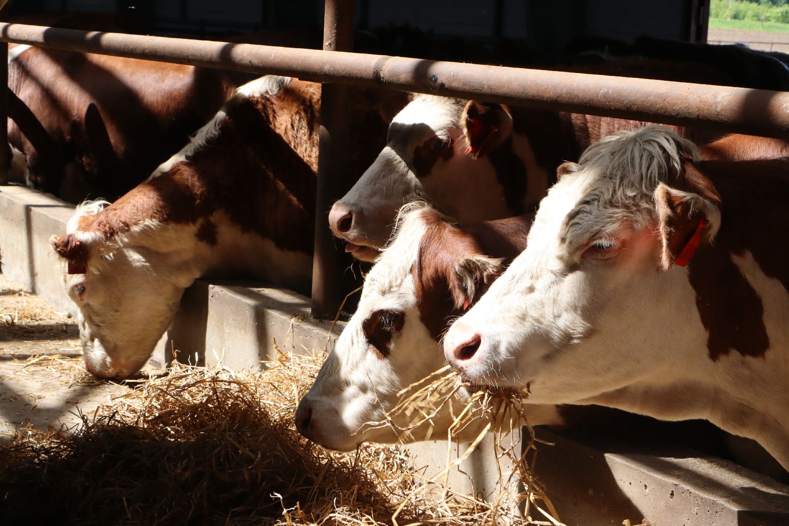 Серебряные Пруды, сельское хозяйство, откорм КРС, мясная порода, герефордская порода КРС,