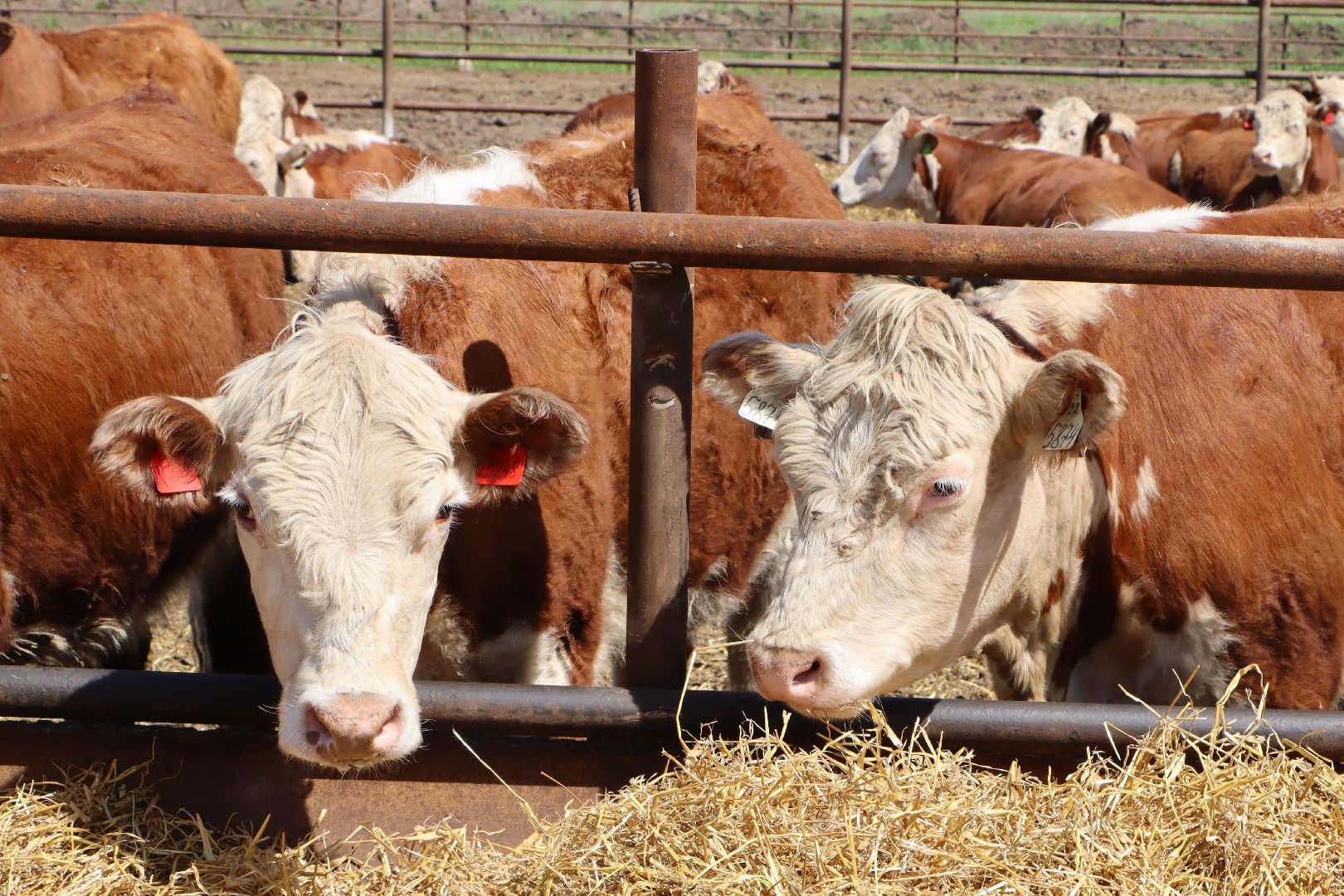 Серебряные Пруды, сельское хозяйство, откорм КРС, мясная порода, герефордская порода КРС,