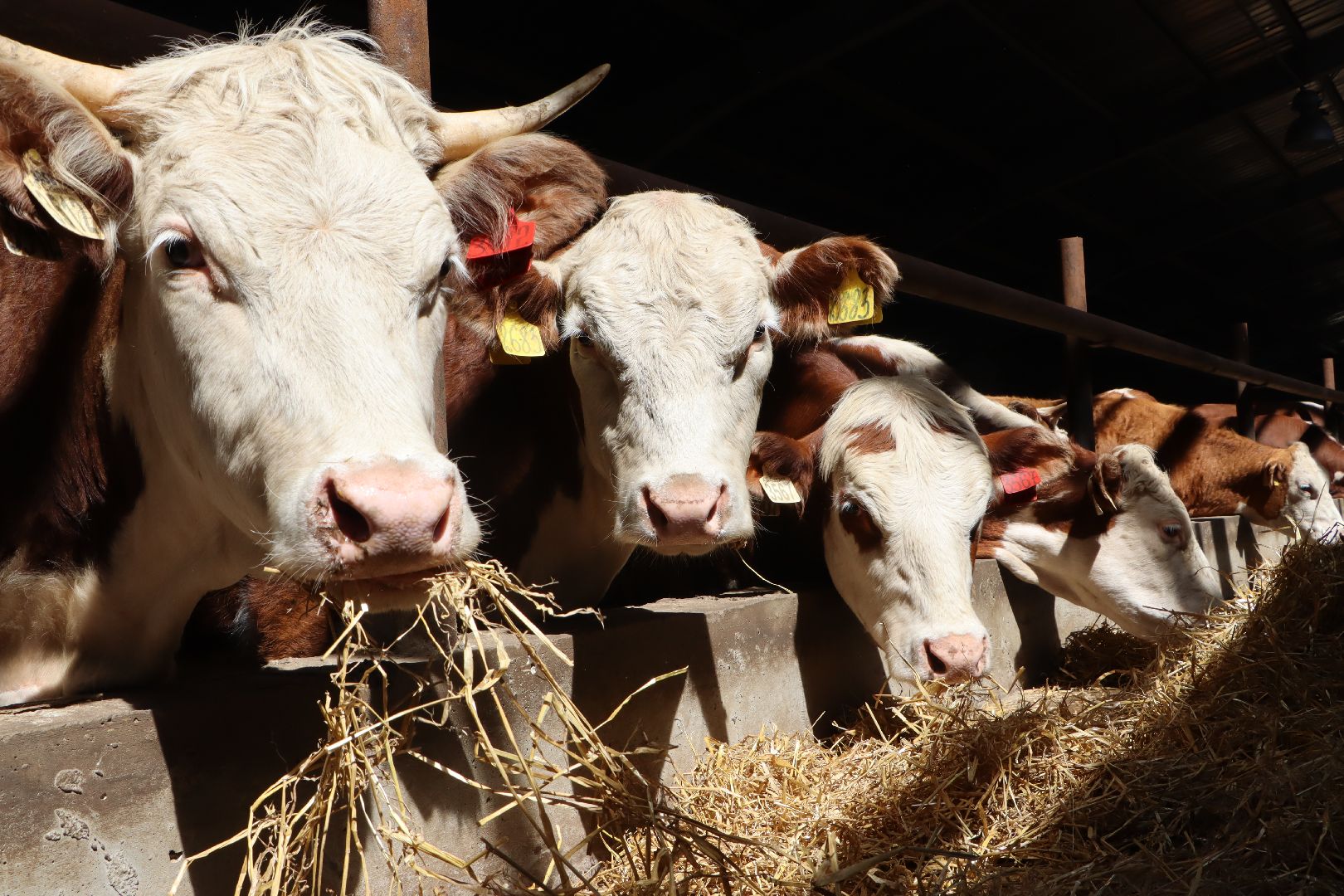 Серебряные Пруды, сельское хозяйство, откорм КРС, мясная порода, герефордская порода КРС,