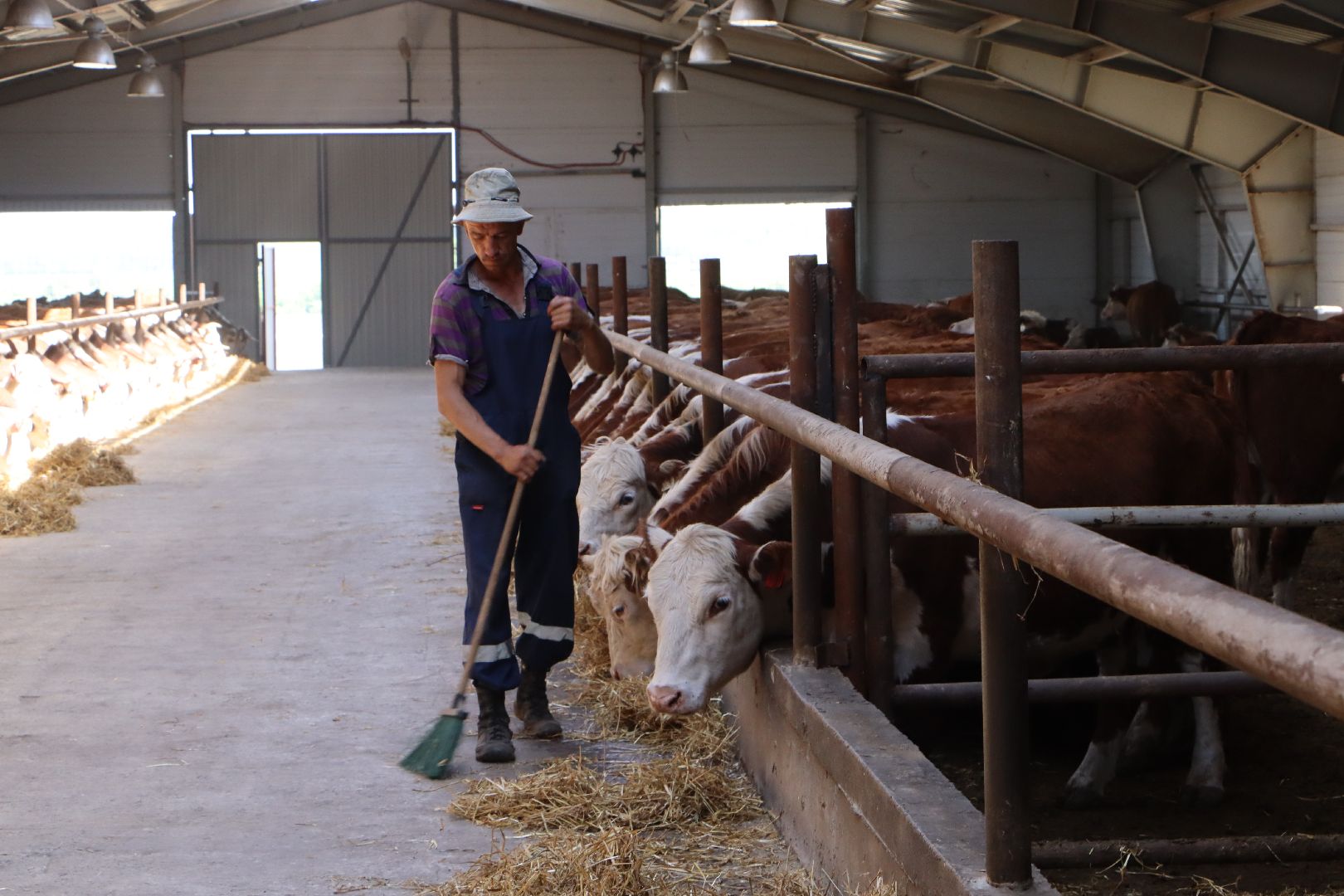 Серебряные Пруды, сельское хозяйство, откорм КРС, мясная порода, герефордская порода КРС,