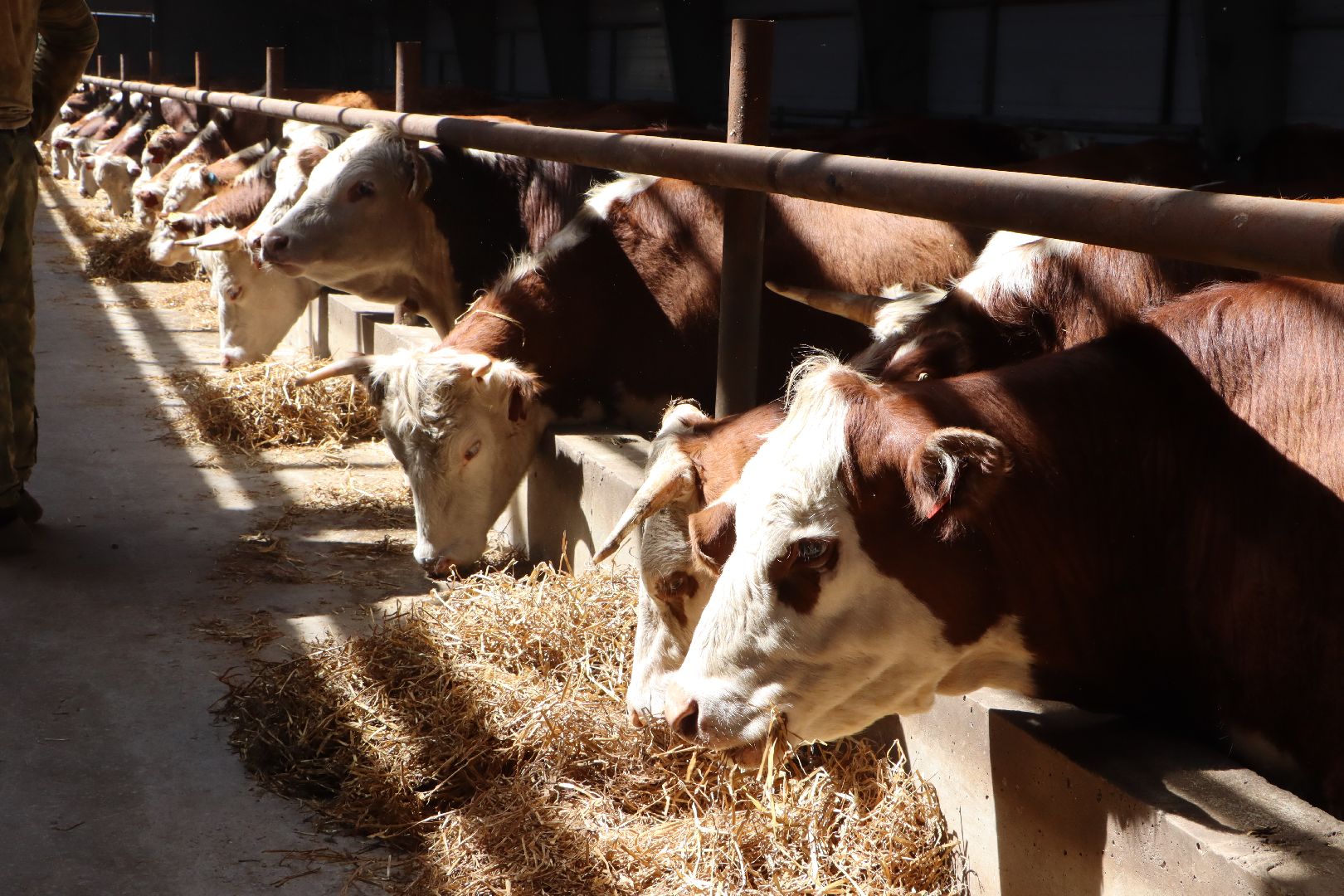 Серебряные Пруды, сельское хозяйство, откорм КРС, мясная порода, герефордская порода КРС,