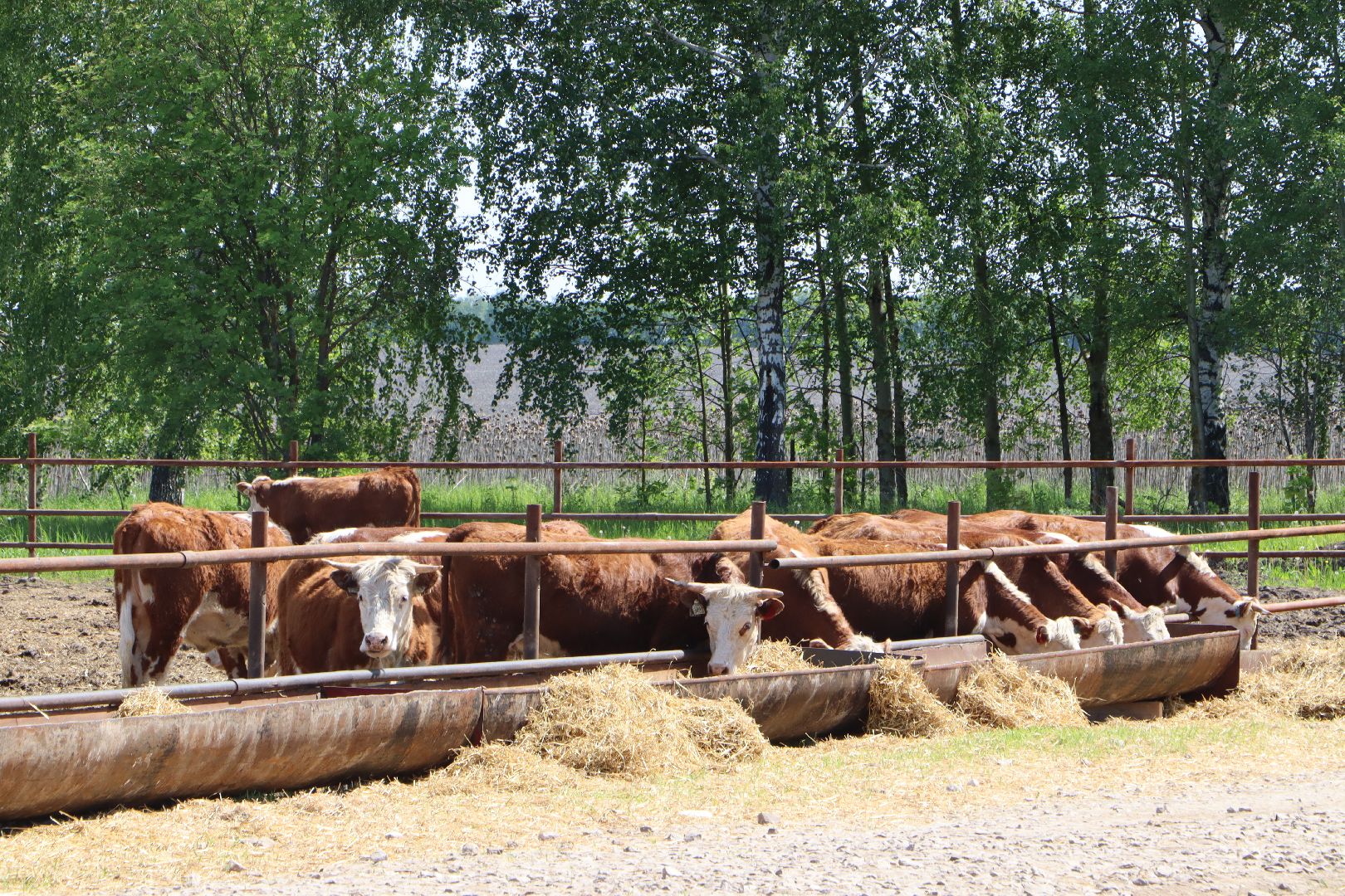 Серебряные Пруды, сельское хозяйство, откорм КРС, мясная порода, герефордская порода КРС,