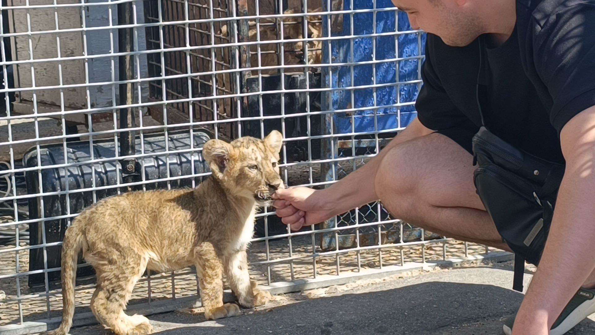 лев, цирк, лобня,