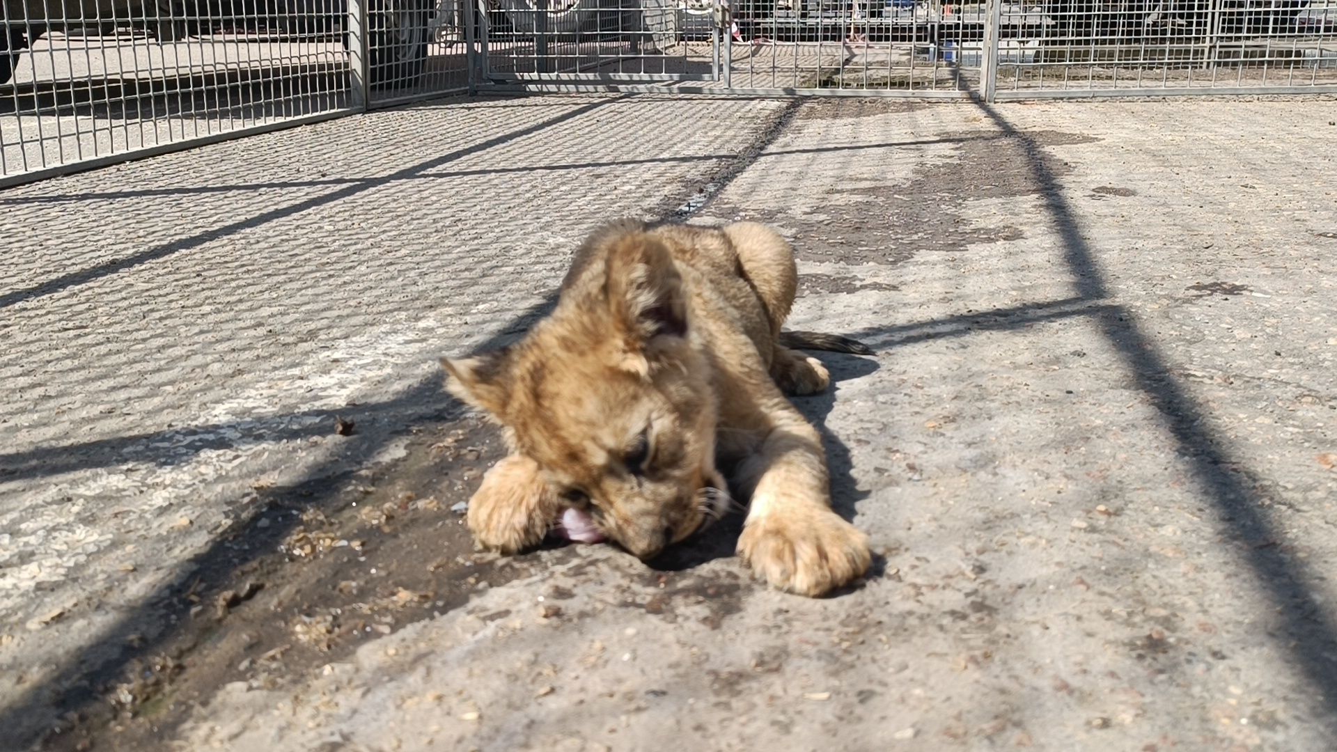 лев, цирк, лобня,