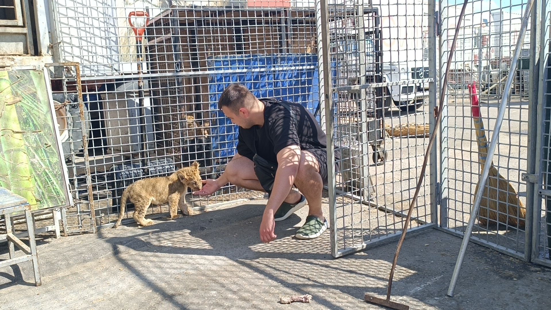 лев, цирк, лобня,