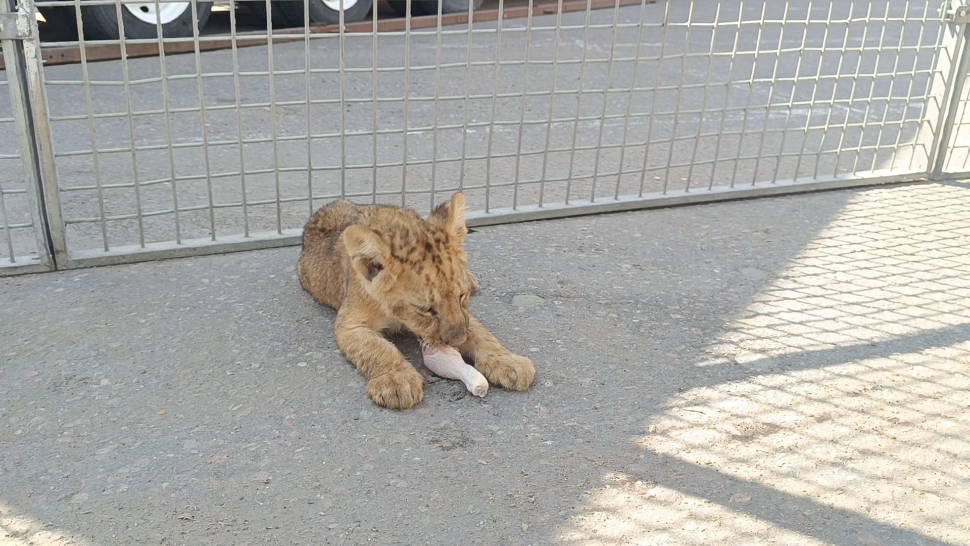 лев, цирк, лобня,