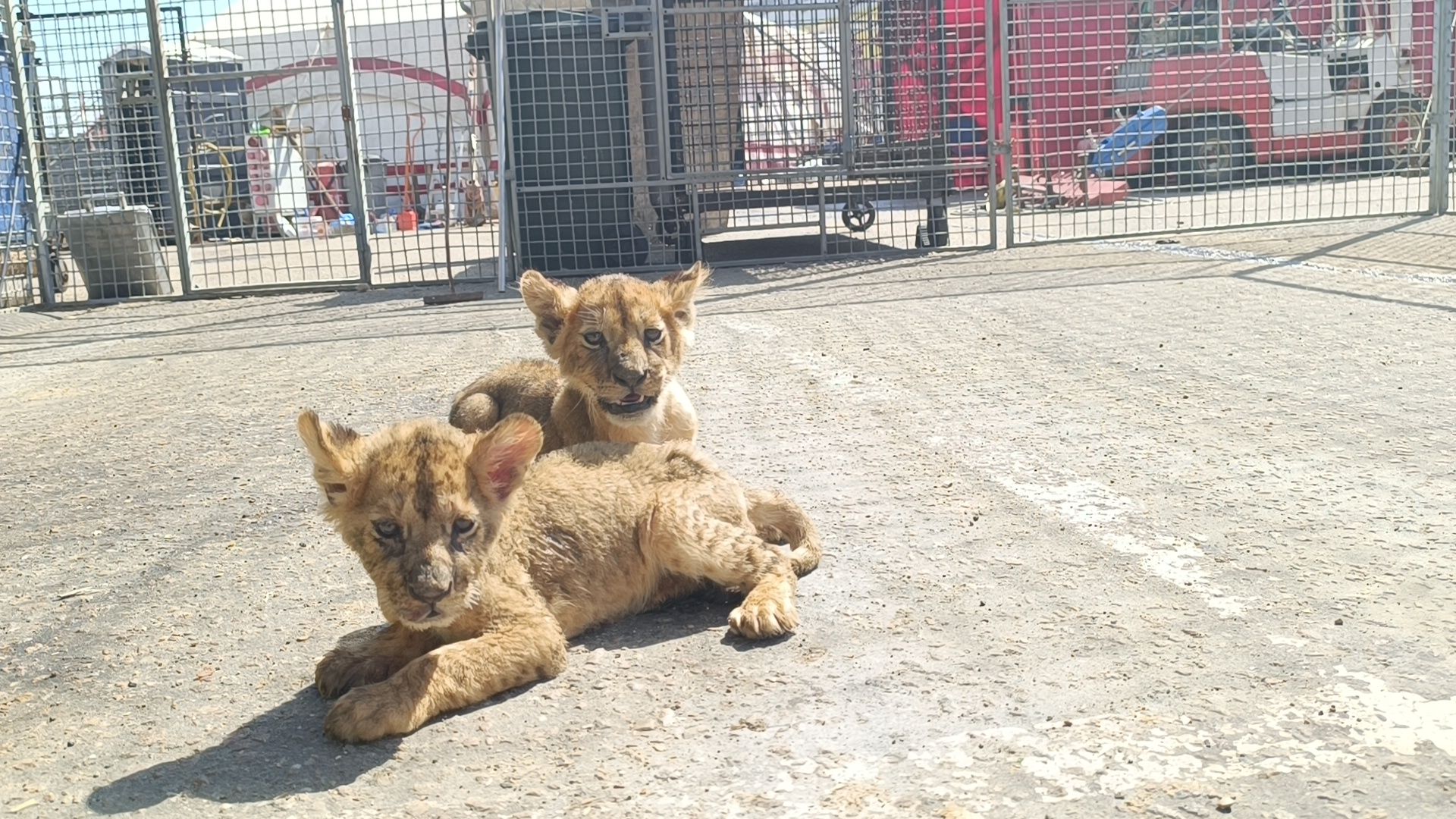 лев, цирк, лобня,