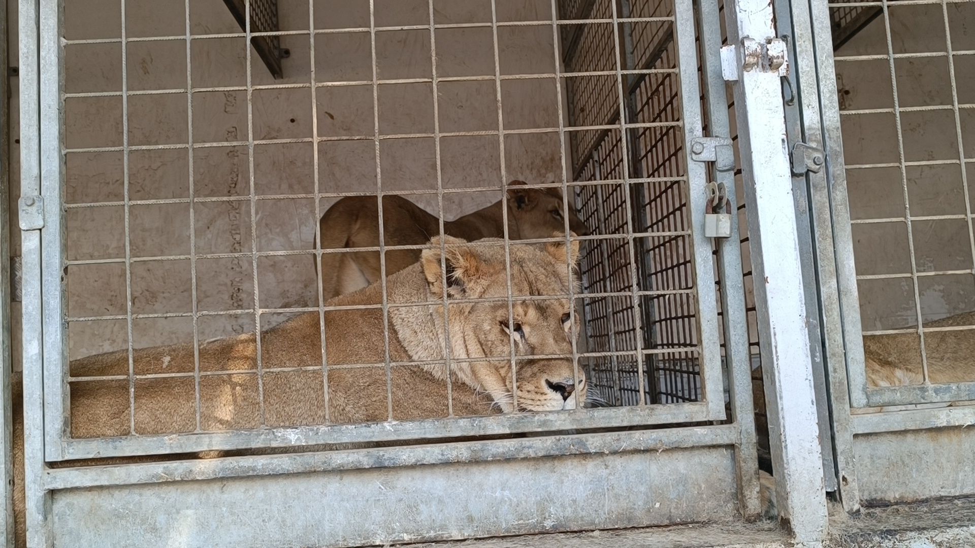 лев, цирк, лобня,