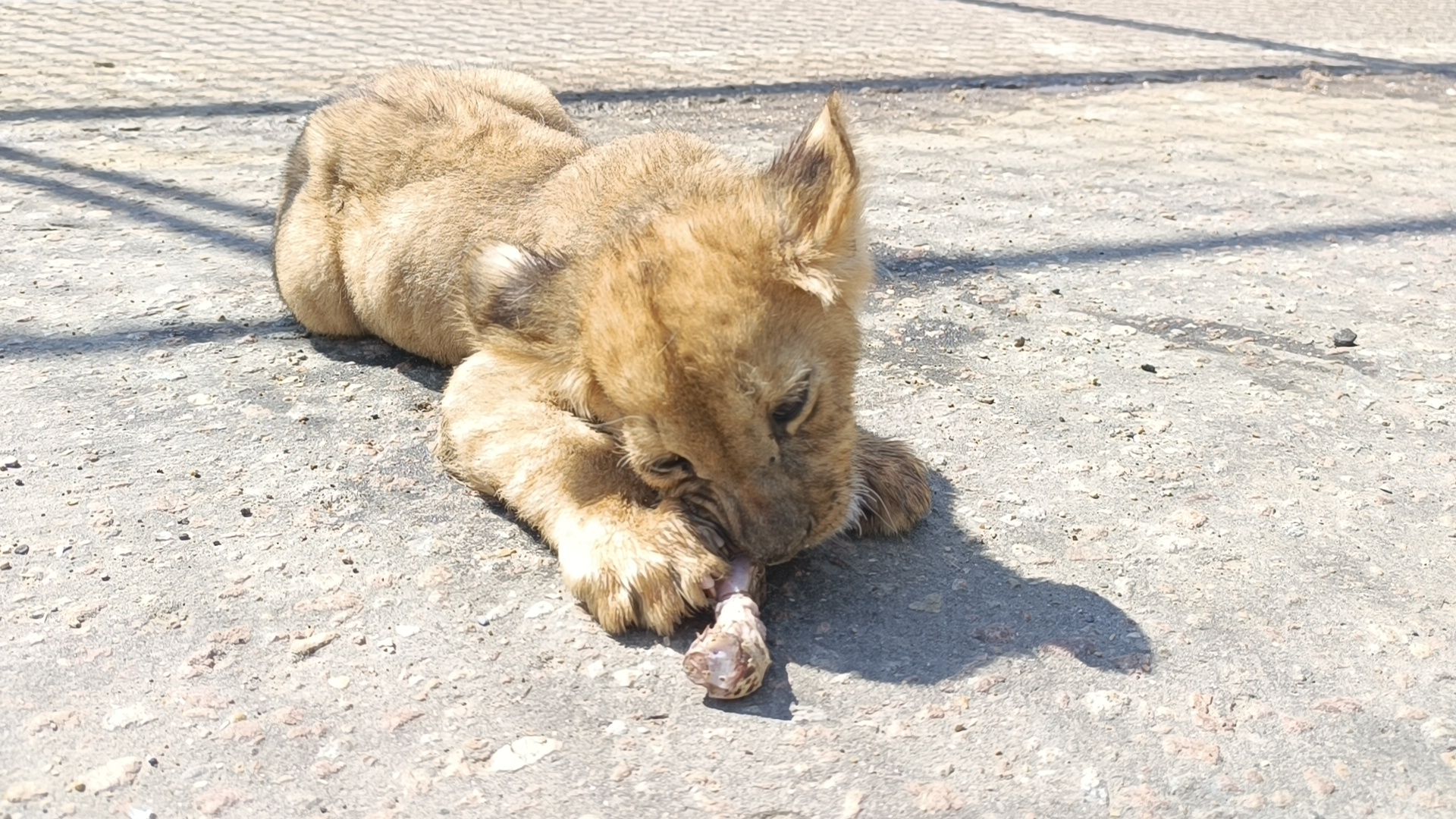 лев, цирк, лобня,