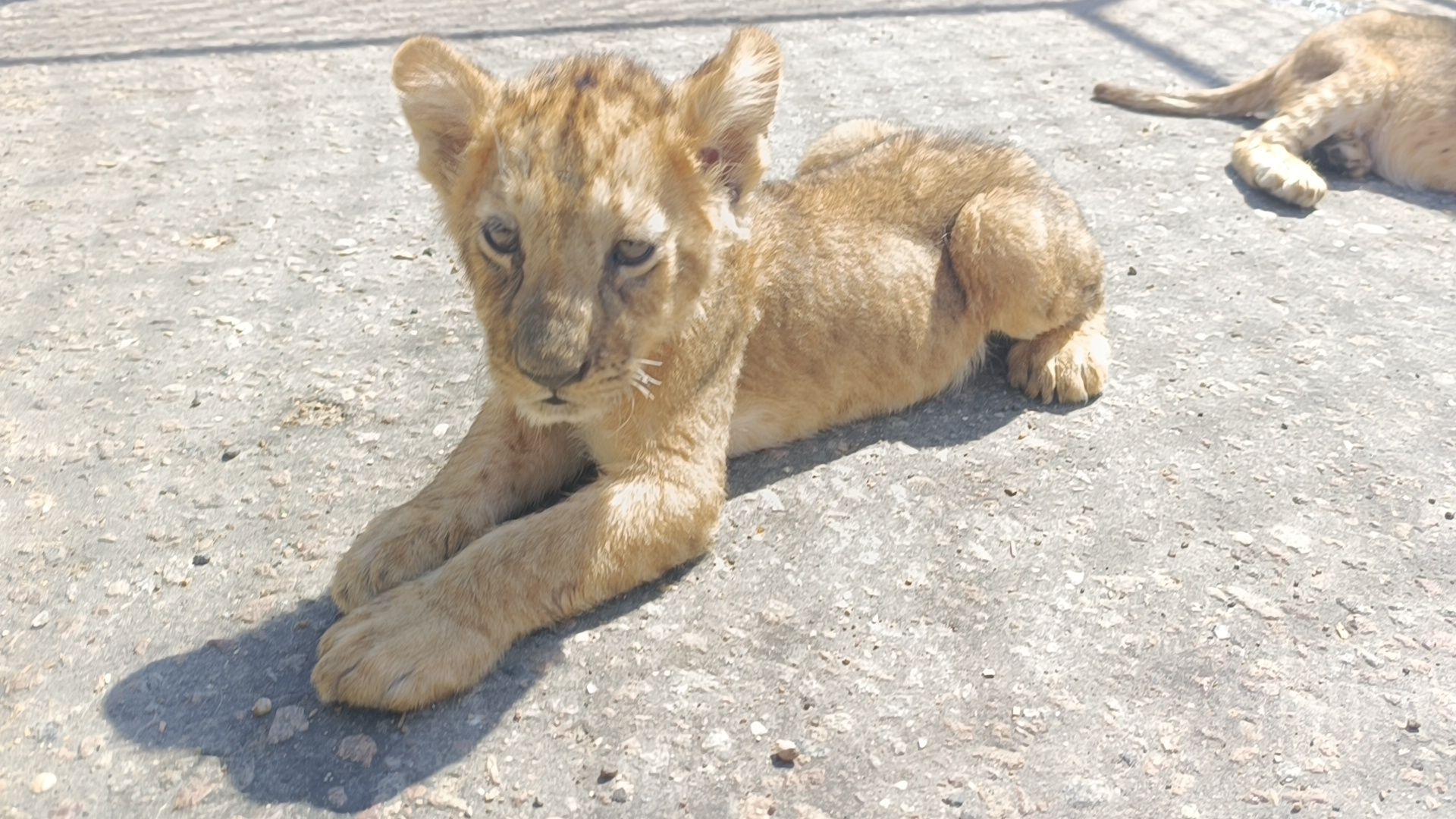 лев, цирк, лобня,