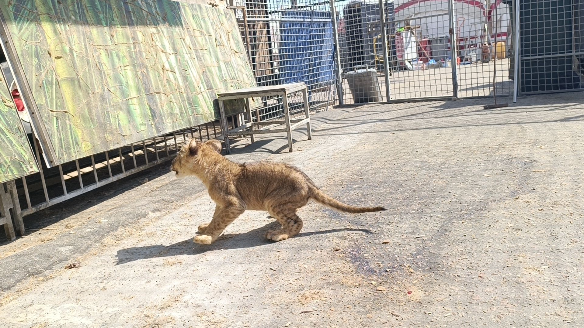 лев, цирк, лобня,