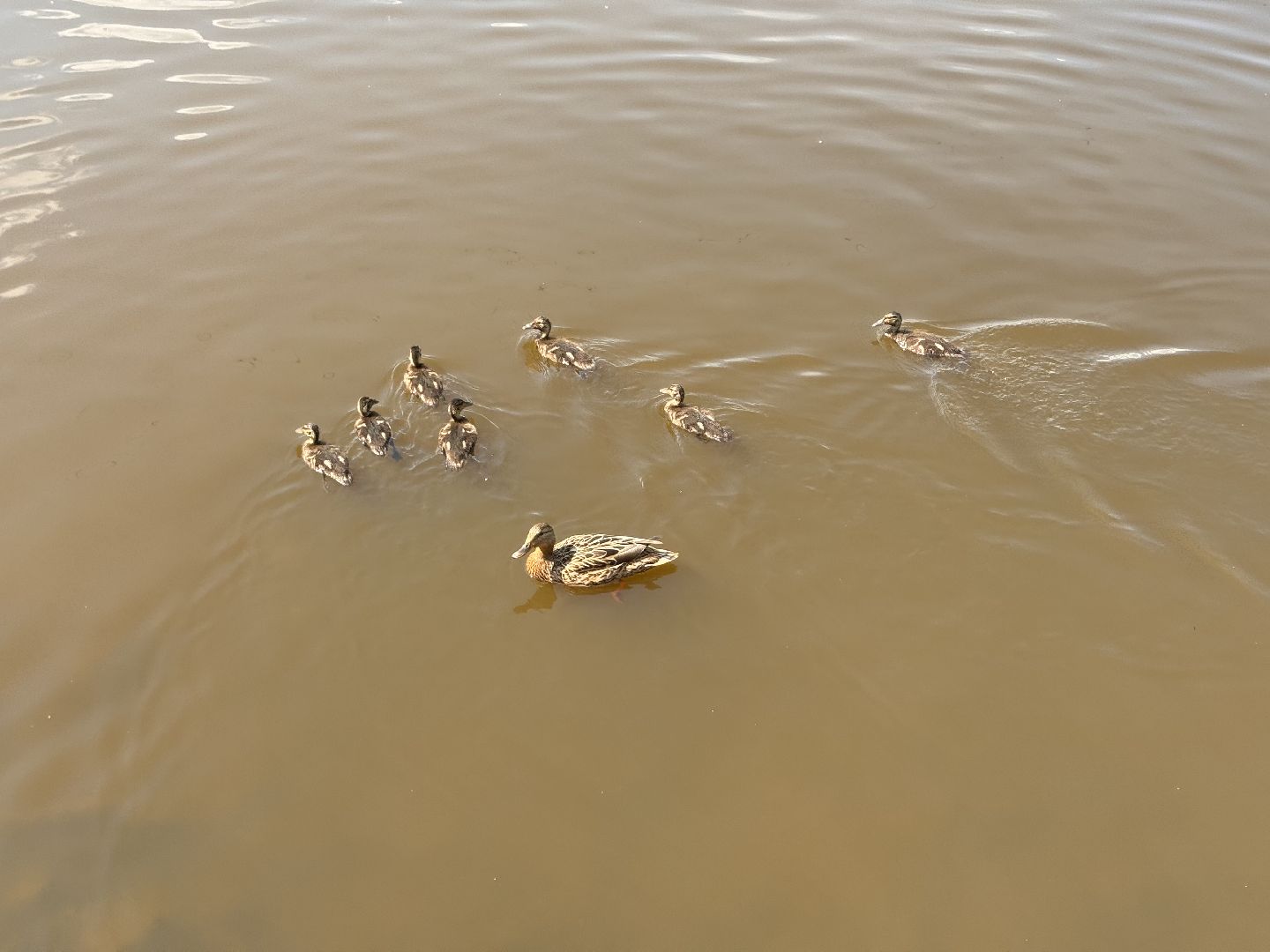 шаховская, утки, утята,